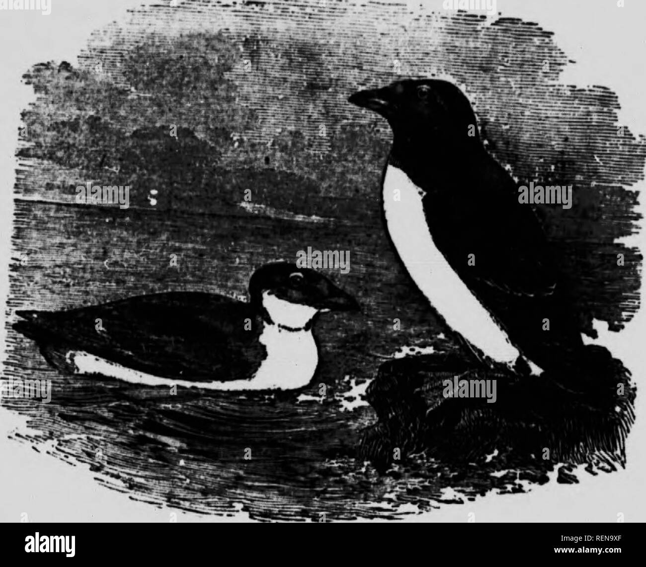 Oa E Black And White Stock Photos Images Alamy Oa E Black And White Stock Photos Images Alamy