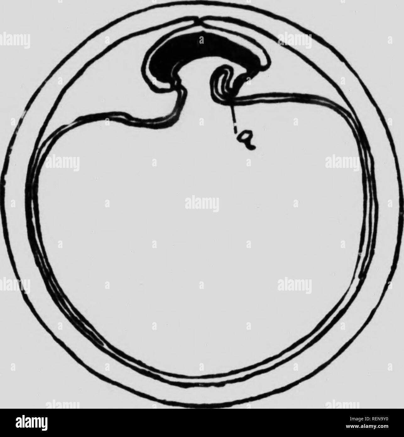 . Studies in horse breeding [microform] : an illustrated treatise on the science and practice of horse breeding. Chevaux; Horses; Horses; Chevaux. 40 STIDIKS r IIORSK BRKKDINc:. Figur. 29.-F.nibryo nine days after fertilization. Note the meeting of the amniotic fold over the back of the embryo.. Please note that these images are extracted from scanned page images that may have been digitally enhanced for readability - coloration and appearance of these illustrations may not perfectly resemble the original work.. Carlson, George Lloyd, 1854-. [Winnipeg? : s. n. ] Stock Photo