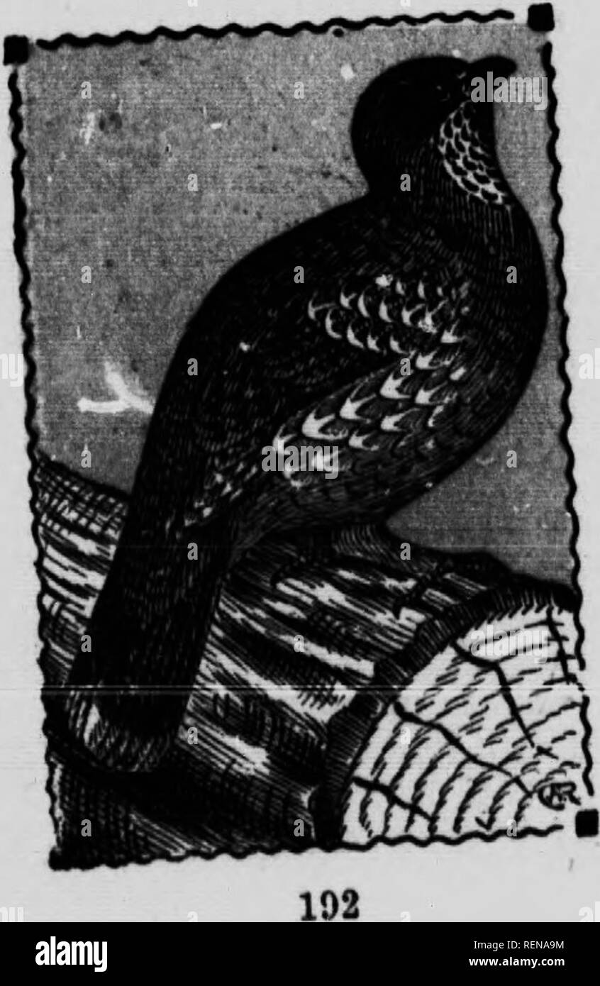 . Bird guide [microform]. Waterfowl; Birds; Gibier d'eau; Oiseaux. . DUSKY GROUSE. 297. Dcidragapusvbsmrus i^ In. ^^^^ Plumage gray, white ^^^ ^'^^^y^'J,Ton Up of taU. markings on the ^Â»'*' ^&quot;and m^^ barred above. Female smaller, ^^'^^rfoCd on side hlUs or In These, large grouse Â«&gt;â Â« ^^&quot;^^ter. Like our com- gulches, usually &quot;ot tar from wÂ« ^^^ ^^iâ mon Ruffed Grouse. J&quot;^&quot;* &quot;&quot;^Yth UUs fully spread of this Â«PÂ«l'Â«f^:^*/CÂ»ds thrown back until It over their backs and 'Â»Â«fÂ°^,gea8on they are very nearly touches the taa At tms 8 ^^^ pugnacious and th Stock Photo
