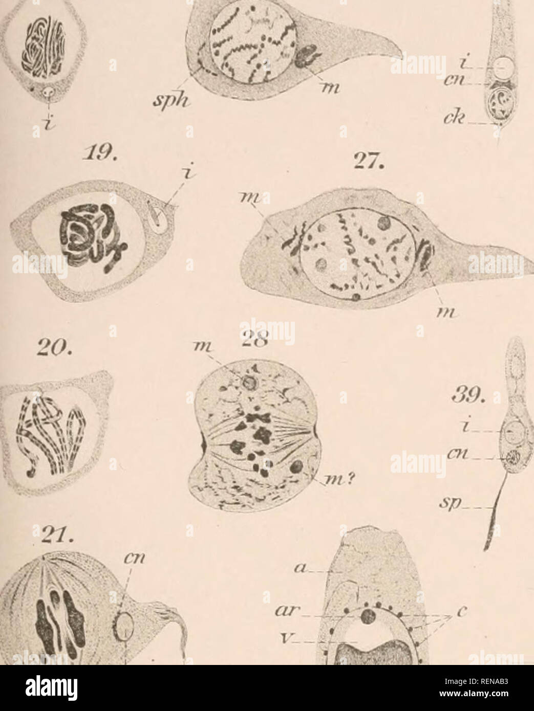 . Dr. H.G. Bronn's Klassen und Ordnungen des Thier-Reichs : wissenschaftlich dargestellt in Wort und Bild. Zoology. Taf. XLVIII. IS. 26. no. :u. di-M cn^-. imf. 29. n. ^-^jfinai^. 3t. ^&gt;#f* W. ^'n Â«N ^c â¢â -Y^f cka  t-kp I 'w -r ^ ch 25. Â« Ckjj'''  ^ .'jW. 31. 36 38. w .'J cTi.W ck '13. ^Ã. Please note that these images are extracted from scanned page images that may have been digitally enhanced for readability - coloration and appearance of these illustrations may not perfectly resemble the original work.. Bronn, H. G. (Heinrich Georg), 1800-1862. Leipzig : C. F. Winter Stock Photo