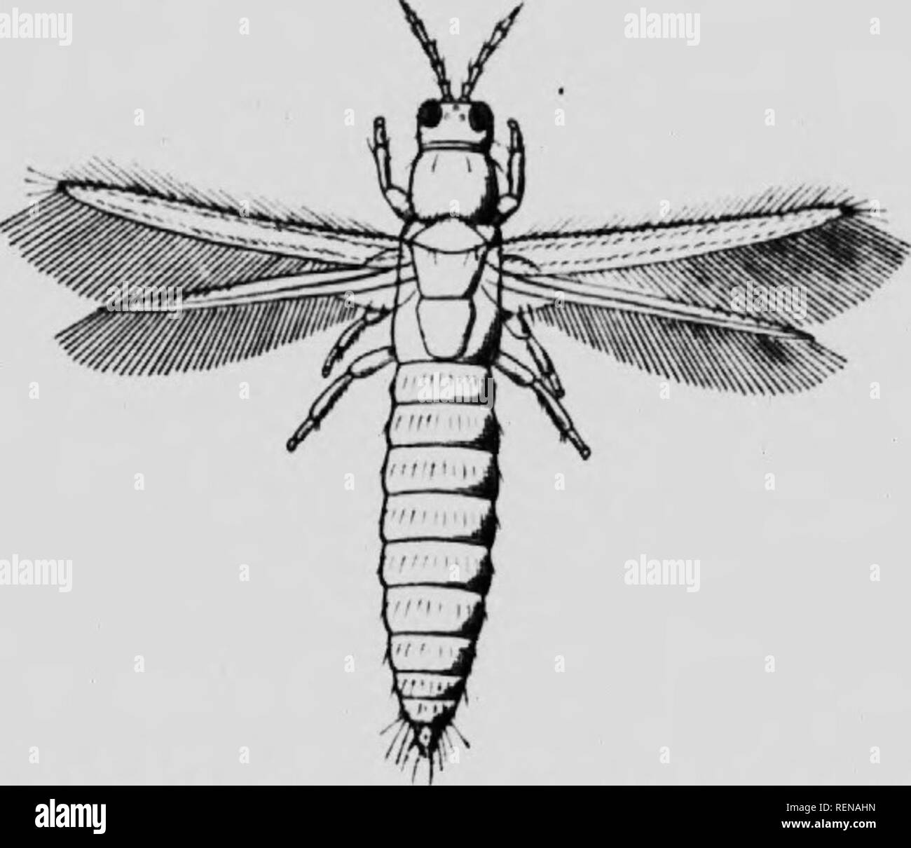 . Class book of economic entomology [microform] : with special ...