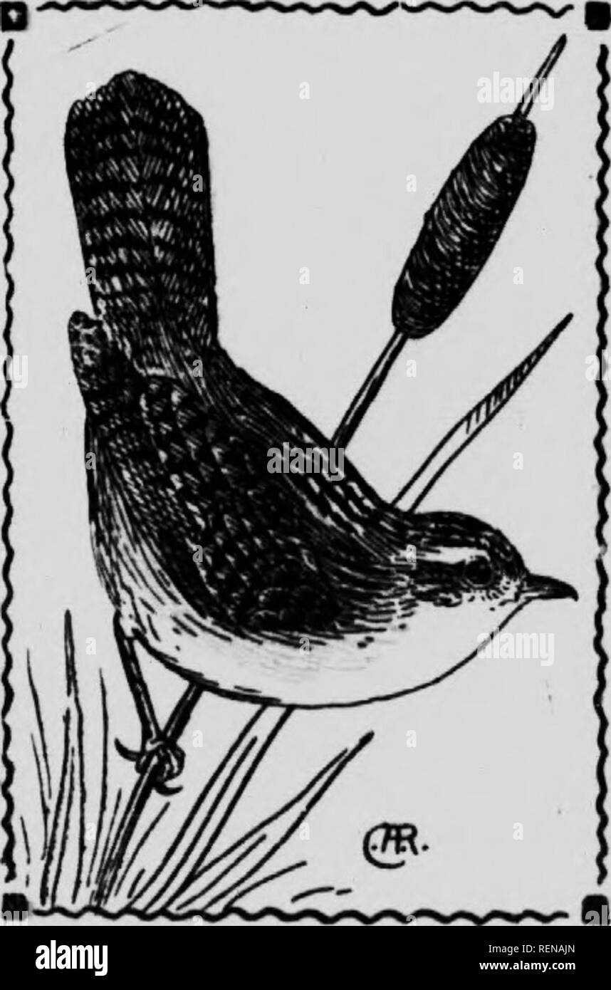 . Bird guide [microform]. Waterfowl; Birds; Gibier d'eau; Oiseaux. SHv/£T-BILL£D SIABSH WBEN. 724. Cistothorus stellaris. 5% inches. Wings and tail barred, back streaked with black and white; below white. Beedy marshes and swamps are the homes of the Marsh Wrens, as we would expect from their name. This specise is not nearly as abundant as the next which is quite similar. Their songs are pretty and I'catchy&quot; and are often heard in the marshes but it is quite difficult to find the owner, for he slinks away through the reeds as you approach, knowing that he is safe as long as he is out of s Stock Photo