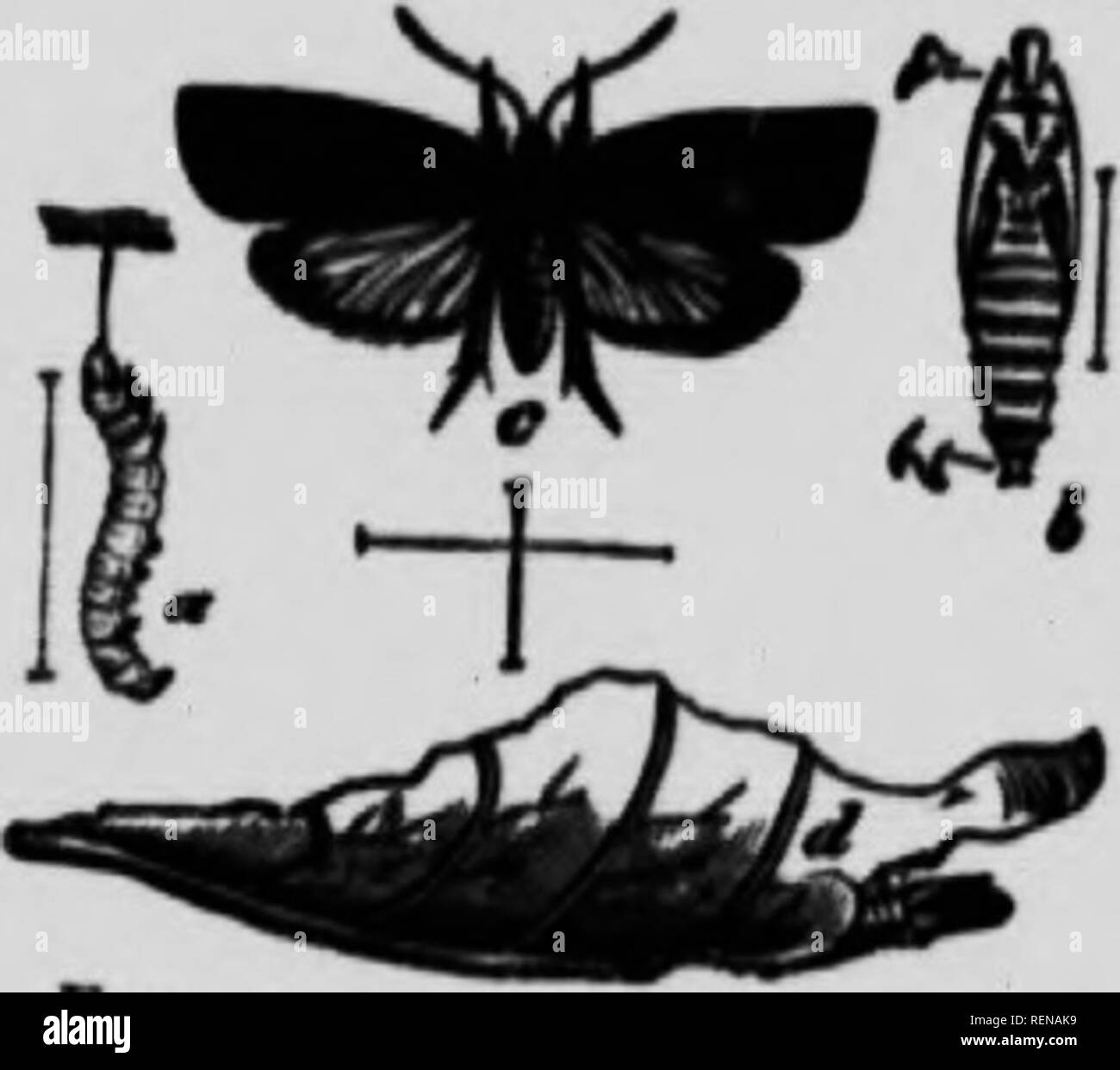 The Moth Book Microform A Popular Guide To A Knowledge Of The Moths Of North America Moths Papillons Nocturnes Papillons Nocturnes Moths Or H A Pod Ha Umed Outw Quot Quot Quot Quot A Quot Quot Quot