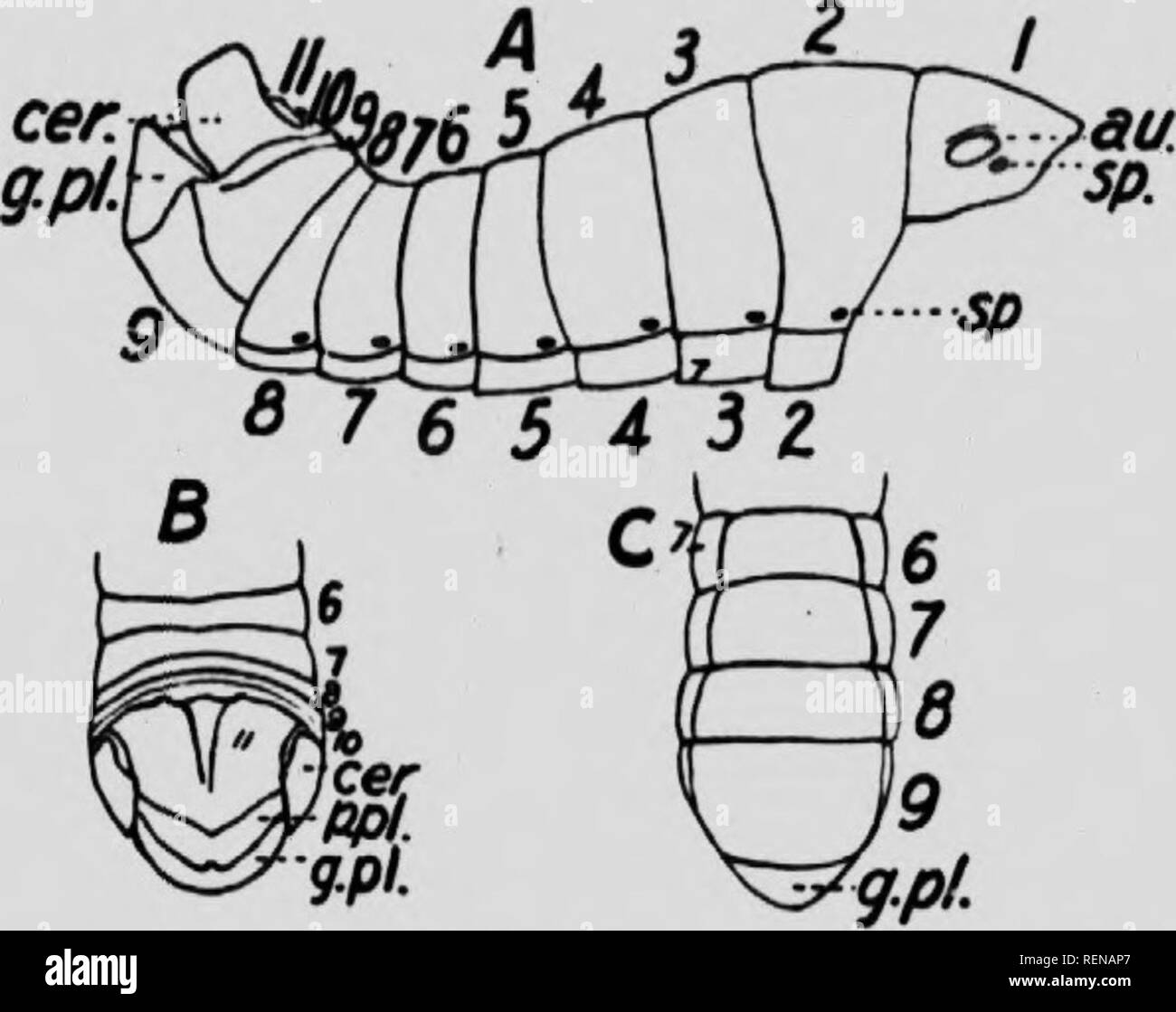 . Class book of economic entomology [microform] : with special ...