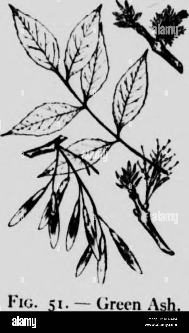 . Forests and trees [microform]. Forests and forestry; Forêts et sylviculture; Trees; Arbres. Black .sh.. Circcn Ash, 2. Green Ash. Fraxinus pcnnsylvanica. var. lanceolata (Bork- hausfn). Sargent. This is a small e with rather thick, rough, gray bark and smooth twigs. The leaves have from five to nine leaflets, ovate or lanceolate in shape, and sessile or almost so. The wing of the samara runs about halfway down the seed. This tree grows in the valleys of the Red, Assiniboine, Qu'Ap- pelle and Souris rivers, as well as in the Pembina and Moose Mountains and the eastern part of the Dirt Hills. Stock Photo