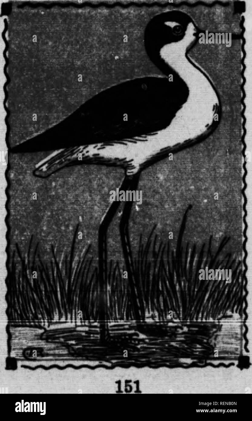 . Bird guide [microform]. Waterfowl; Birds; Gibier d'eau; Oiseaux. BLACK-NECKED ST.LT. 22C. HiiiiaiitnituH mcxicaiiiis. 15 In. Legs extremely long, and bright red; neck and blil moderately long and slender. Male black and white as shown; female and young with the back brownish. These very long-legged creatures are found in suit- able places west of the Mississippi River, and are especially abundant in Southern California. Stilts are poor swimmers, but habitually feed in compara- tively deep water, th.at is up to their bodies, their whole head, neck and upper parts of the body often being subme Stock Photo