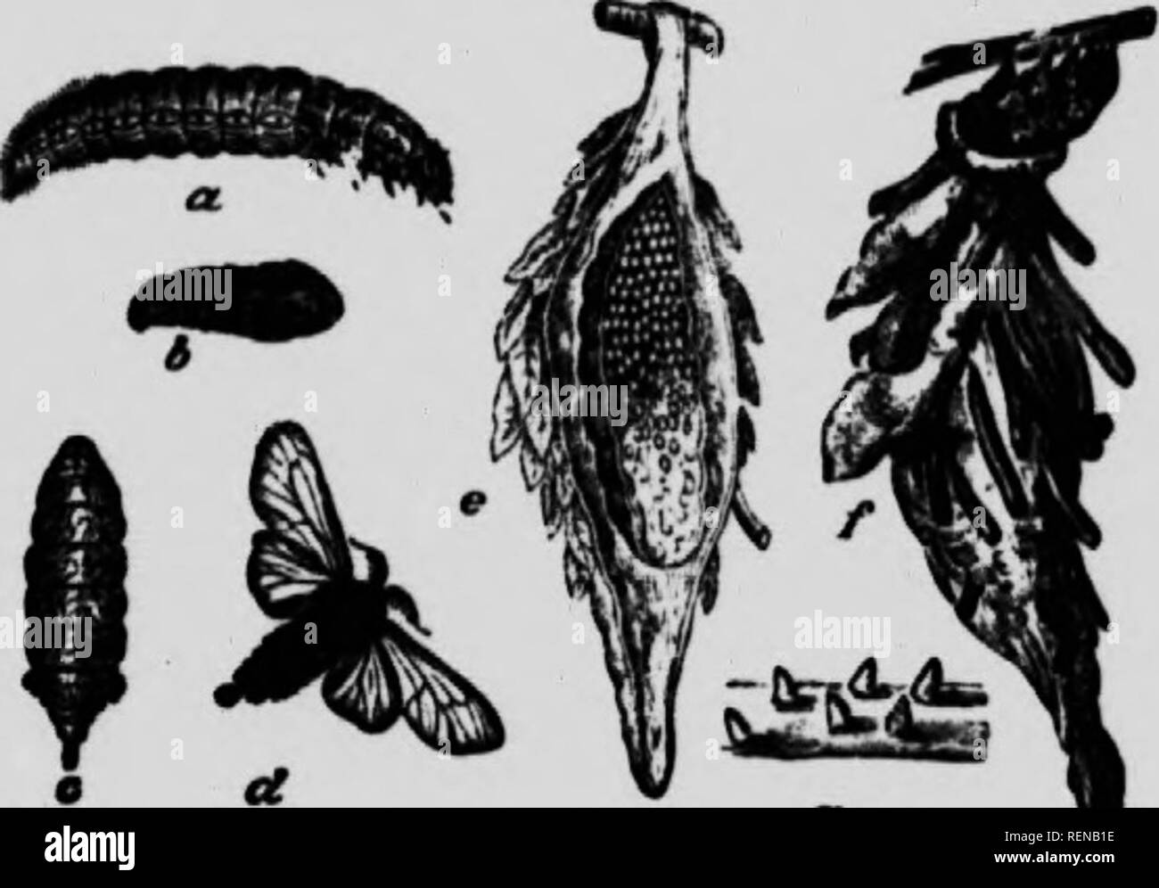. The moth book [microform] : a popular guide to a knowledge of the moths of North America. Moths; Papillons nocturnes; Papillons nocturnes; Moths. 0Â«nuÂ« OIXETICUS Ouilding The genus is found In the holier pans ol Anier- -i. the typic;il species having originally been found in Central America. I, is also represented in southern Asia and in Australia. Three species occur in the United Staics-ââe in southern Call- forma, another in New Mexico, and a third in Florida. The latter species was named abbot! l-v fjrole, and the m.ile is delineated in F.^. W I lie wings are pale smoky brown, with dar Stock Photo