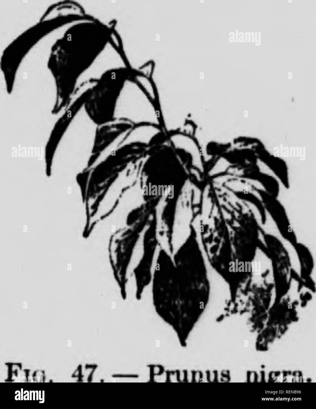 Selected Western Flora Microform Manitoba Saskatchewan Alberta Botany Botanique Botany Botanique Botany Botanique Tff Quot 62 Selected Western Flora Ruci Nich Fruit Red Turniiik Dark Crimson Or Brown Und Very Astriiikcnt Muii Alta