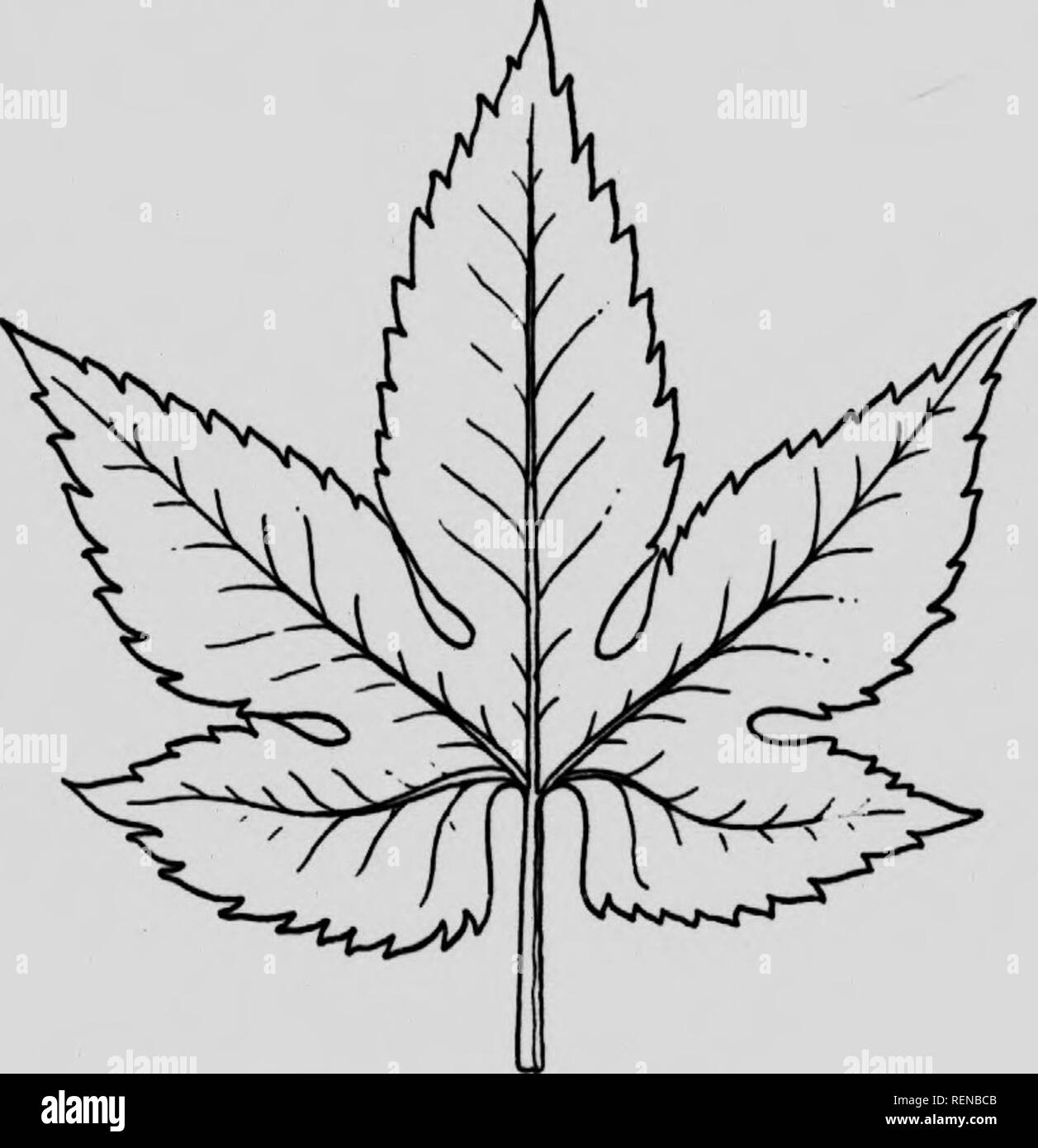 Thick tree with purple flowers Black and White Stock Photos & Images