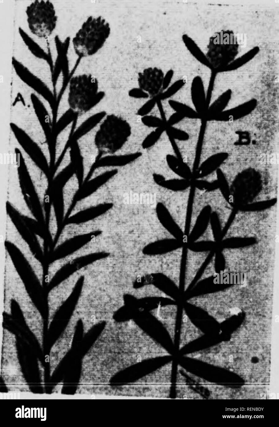 . Flower guide [microform] : wild flowers east of the Rockies. Flowers; Fleurs; Botanique; Botany. &quot;11(1 not visililo f,.â,â til,. â.ifÂ»Ti .r ^*-'&quot;'-' ^'&quot;&quot;tei- '-&quot;- i&gt;ig.â and abollndJ^nrlS-SX u&quot;S ' *Â° '&quot; the .t&lt;Mn. cro,' 1 k Tl ' ;&quot;'&quot;â *''''' &quot; ^'-''^ '&quot;â¢&quot;Â»&quot;'' biancli. seated within t,f ^1 'â¢ *'&quot;&quot; *&quot;&quot;'' &quot;* &lt;&quot;'*'cli 104. Please note that these images are extracted from scanned page images that may have been digitally enhanced for readability - coloration and appearance of these illustra Stock Photo