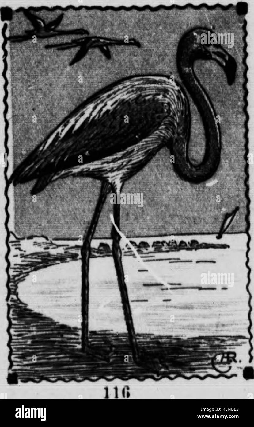 . Bird guide [microform]. Waterfowl; Birds; Gibier d'eau; Oiseaux. ORDER ODONTOQLOSS^. FLAMINGOES—Family PhoenlcoptepldJe. FLAMINGO. 182. Phoenicopterua ruber. 46 In. Theae large, beautllul birds are found 1° Southern Florida, and casually north to So»*,,Cf»°?.'. ^&quot;* &quot; 18 doubtful If they breed within our limits. Twoy ny with their long neck fully extended and legs tralllPg behind, a remarkable sight when a Apck of several thousand is seen In flight. In 1904. Mr F. « Chap- mar visited a large breeding colony in the Bahamas, photographing the birds In every conceivable posi- tion. Th Stock Photo