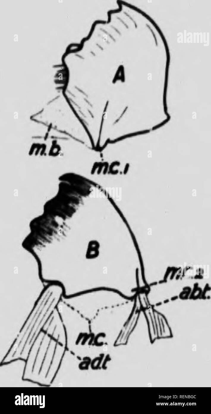 Class Book Of Economic Entomology Microform With Special Reference To The Economic Insects Of The Northern United States And Canada Insect Pests Entomologie Entomology Insectes Nuisibles Lutte Contre Les Insect