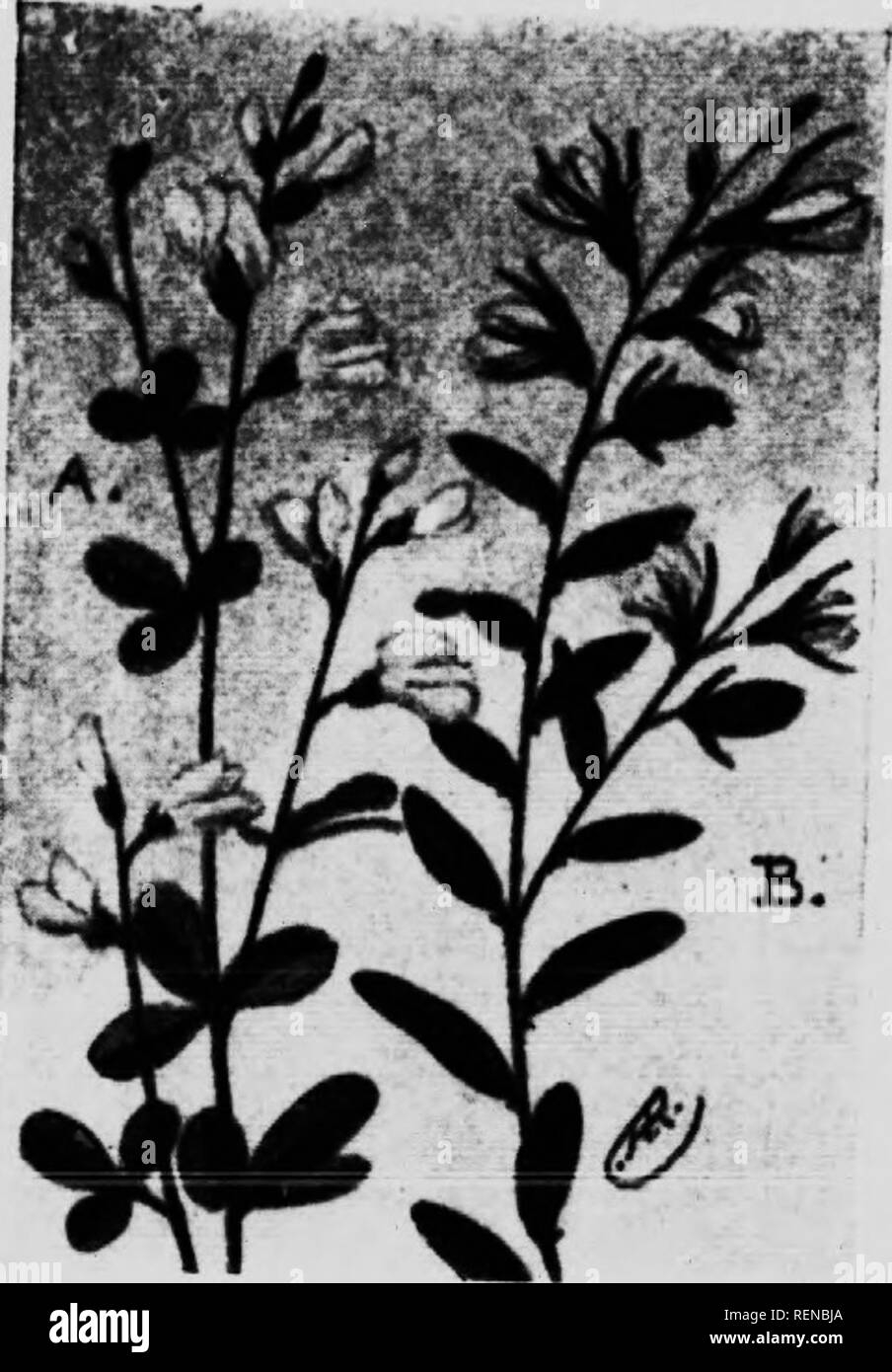 . Flower guide [microform] : wild flowers east of the Rockies. Flowers; Fleurs; Botanique; Botany. (A) Wii.r. ^smuo (liaplMa ilnrlnrh) is a vorv l&gt;i:inc-liy and vcrv Ims iv 1â,,|, -riii. st..,,. .li,.-i ^ j.ft,,,. if I.,,,,... ,â ] â . '' '&quot; l'IVI(I&lt;'&lt; SOIlll ilt.i It Icaxi, the fri(Miiul. th,. sl,.ii,li.r linuiclilrts ,.v t.'n. in- ,.,|ââllv in all ,lin.,.tiââs. Tlâ. !,.n ?V- th, .'. rim rââts of il,l Iâ,|i â,â âââ| , . ,, 'â &quot;''7&quot; ''â ;::â¢.,&quot;/ &quot; I&quot;&quot;&quot;- 'l&quot;&quot;'it.v, ...., alsâ lâ. ,a I .,ââ ;]. -Manu. tâ M,ââ,.sâta. llmv,.,-!,,;; frâi Stock Photo