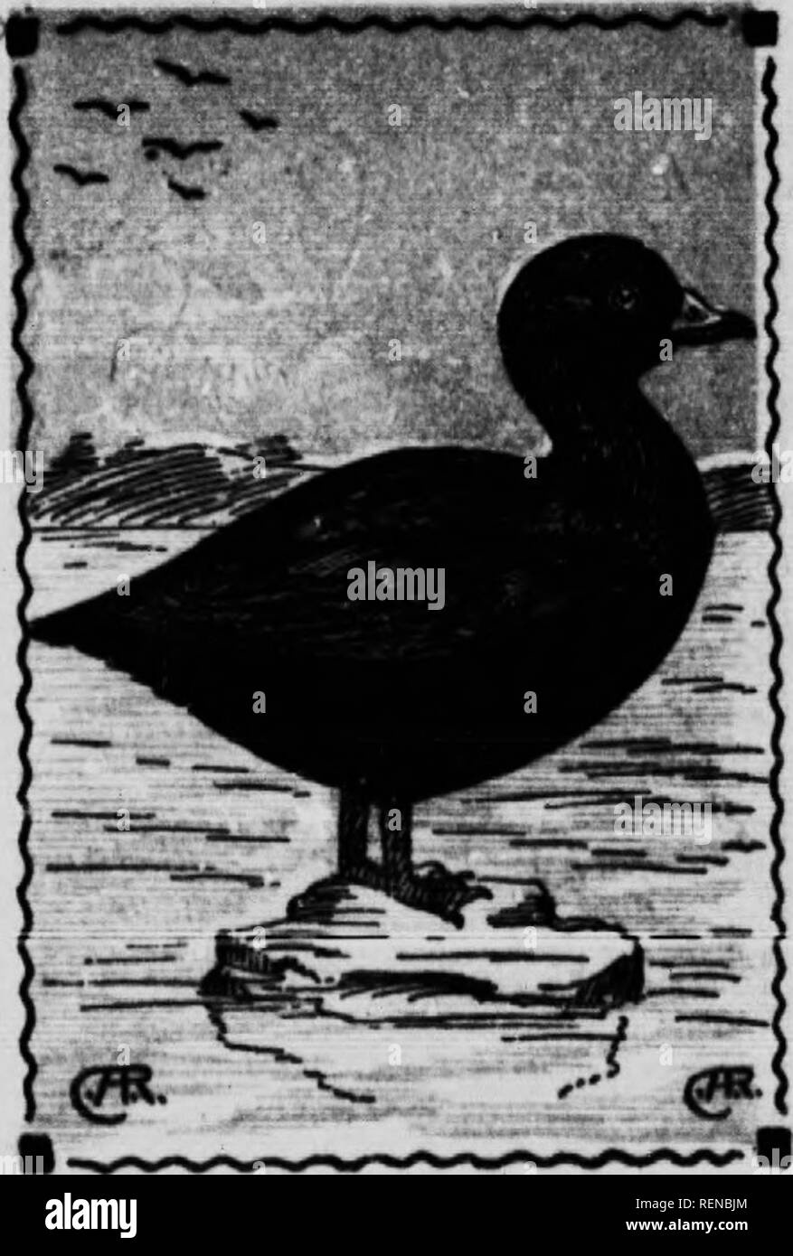 . Bird guide [microform]. Waterfowl; Birds; Gibier d'eau; Oiseaux. lU-k AMERICAN SCOTER. 163. Oidemla americana. 19 In. .Adult male, entl»ely black; bill black with enlarged base yellow; eye brown. Female plain brownish black, lighter below. All the Scoters are better known to sportsmen as &quot;coots,&quot; this species being called the Butter-billed Coot, while the female is known as the Gray Coot. American Scoters breed in the far north, in company with King Eiders, and many of their habits are similar to those of the Eiders. The males leave their mates as soon as the eggs are laid and form Stock Photo