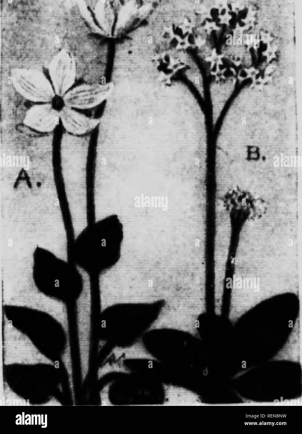 . Flower guide [microform] : wild flowers east of the Rockies. Flowers; Fleurs; Botanique; Botany. SAXIFRAGE FAMILY (Ndji/iiii/'&quot;''&quot;') ( ) Grams ok 1'arnassis [I'nnmssia va, Jniiunn) n a im-ttv little MWiuiii) or iiinidow plant giowniK tioiii H to 24 iMcl»-« l.ijsl.. The llowrs art- a .lelioite ci-aii.y white, tiiielv veiiUHl with jireeiiish. aii.l iK.nie Mn^'ly on loiiL' seaiH.;: a Hiiigle. heait-.liai.eove .t« l.ase. The hasal leaves are loiis,'tteiiime(l, rather tliiek ami eoarae in tex- ture, smooth edjjed ami hluntly pointed We liiid this sm'cies in hh..m. from the hitter part  Stock Photo