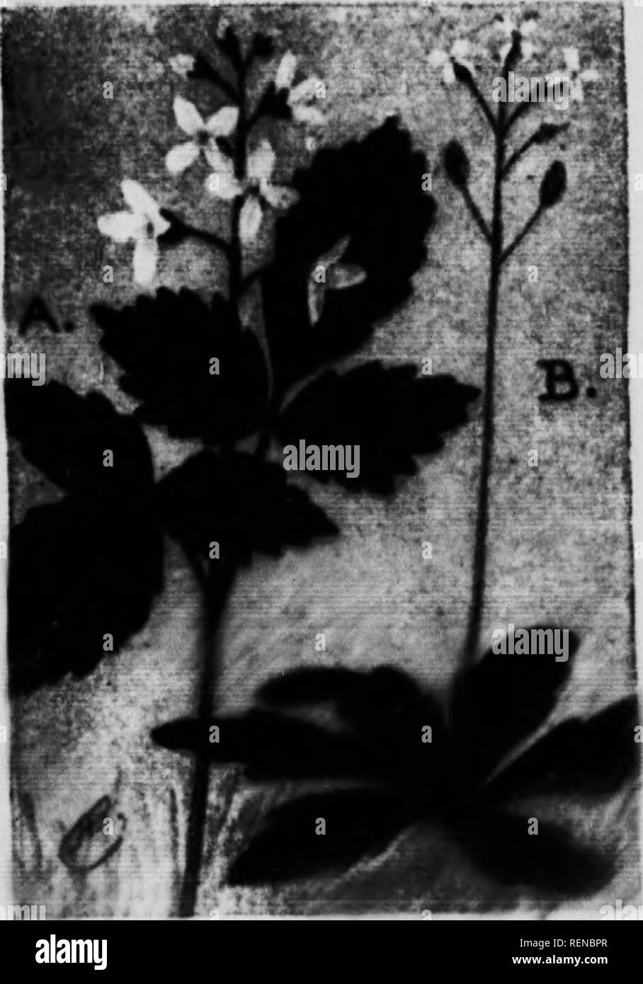. Flower guide [microform] : wild flowers east of the Rockies. Flowers; Fleurs; Botanique; Botany. MUSTARD FAMILY {ClIKifrid I (A) TooTiiwoRT: ('KINKI.KK(K)T U&gt;ciilaiin lnill(i). Hiiriii}; tlir hittiT iiait of Ainil nr in May we will find white, i-riisslikc llnwiTs uf â Idothwdit (iftiMi jj'i'wiii}; side l&gt;y rtiiU' with AniMiioiics. Its sli'iu iÂ« slinit and siniMith. and visi's to hcifjlits of S ti&gt; 12 imhcs. 'Iwn :i-|&gt;aitÂ«l. ni)tt'lii-d-('(ljicd leaves witli aluiit stems, are set (ippi) sitely on the llDweiinjr stalk, aliove tl liddlev other laver. similar ones are on lonj; petl Stock Photo