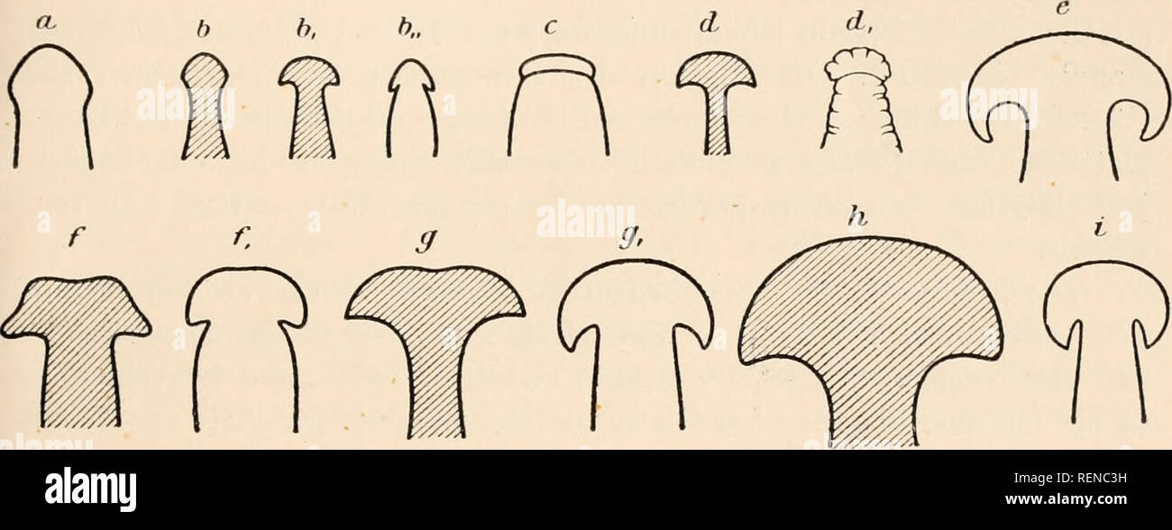 Bipaliidae hires stock photography and images Alamy