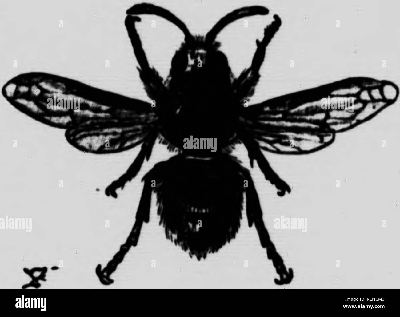 In Nature S Workshop Microform Sciences De La Vie Natural History Life Sciences Sciences Naturelles Masquerades And Disguises 99 Number Of Animals Belonging To The Most Different Ir T Ot N Quot Quot Y
