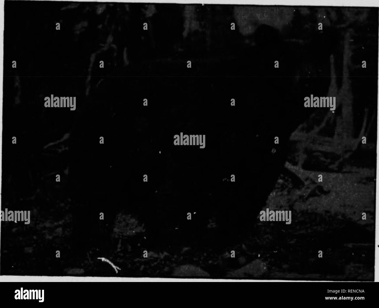 Hyenas prey Black and White Stock Photos & Images - Alamy