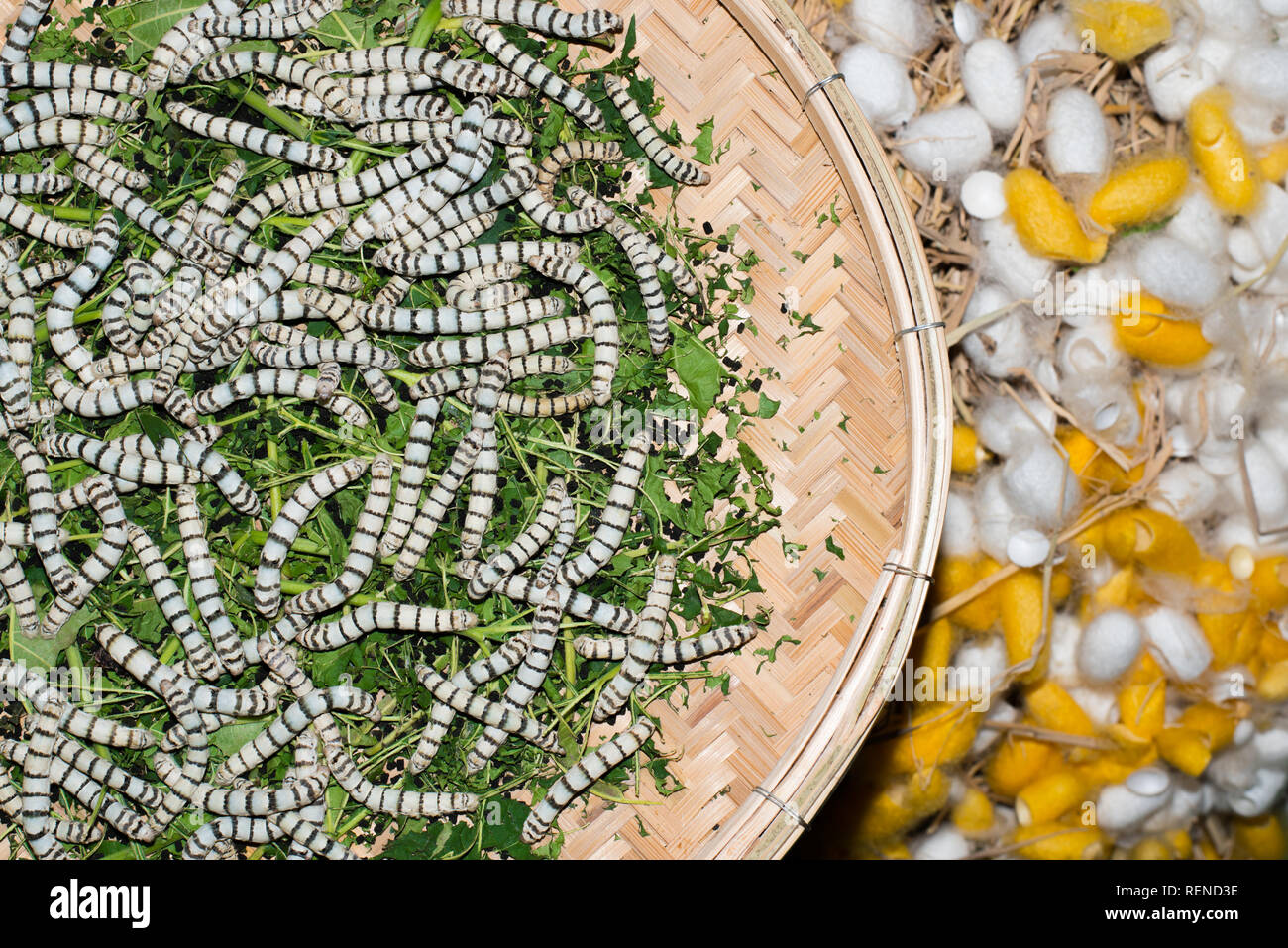 Silkworms eat mulberry leaves on a wicker tray next to empty silk cocoons. Bangkok, Thailand. Stock Photo