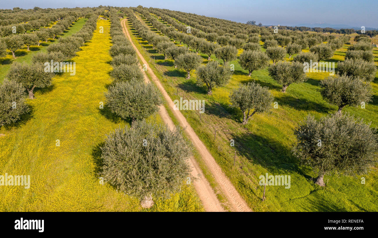 Portugal Alentejo olive grove Dutch fund Expert Analysis: The Strategic Rationale Behind the Acquisition