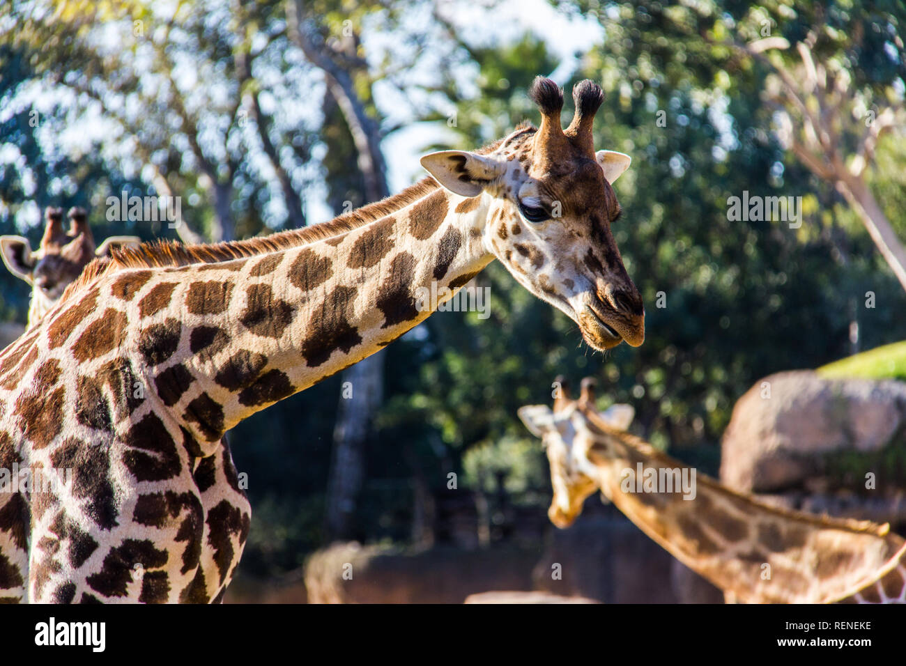A giraffe, giraffa camelopardalis, in a zoo of Spain Stock Photo