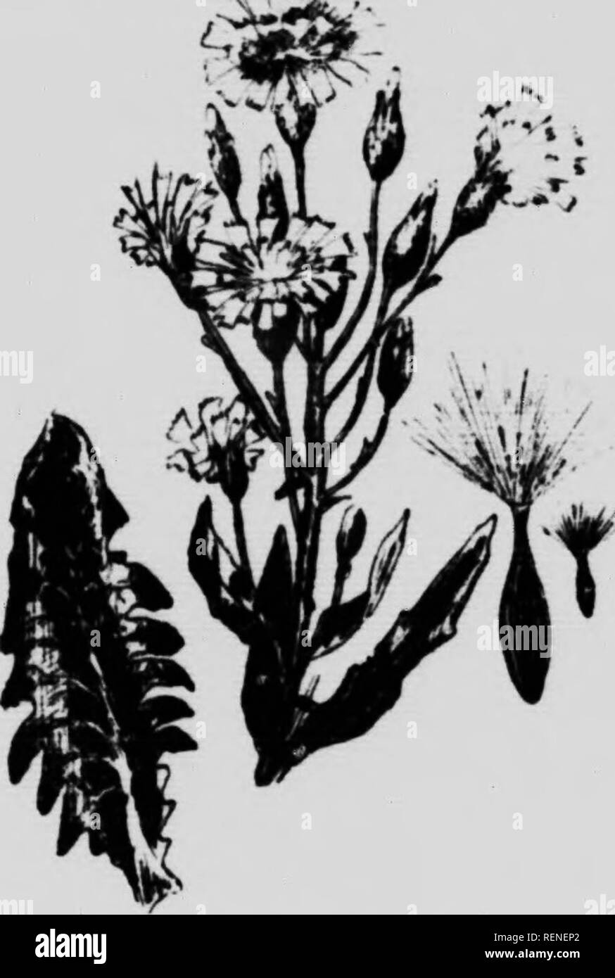 . Common weeds of Canada [microform] : a pocket guide. Weeds; Mauvaises herbes, Lutte contre les; Weeds; Mauvaises herbes. 128 NOXKJUS WEEDS l. W ESTER. CANADA BLUE LETTUCE. Lactuca pulchdla, (DC). Root. Deep-rooted, with fleshy runniriK rootstocks. Stem. Krect, 2-. feet high, leafv below, smooth and Khuicoiis: tilled with milky juice. Leaves.—Entire, linear-lanceolate or oblong, simply or runciiiatelv dentate, or pinnalifid, with stem- leaves less divided and sessile. Flowers. Heads nearly 1 inch across, pale-blue, few, on scaly i)eduncle! in a narrow'panicle. Fruit.-Head of seeds. See-s.  Stock Photo