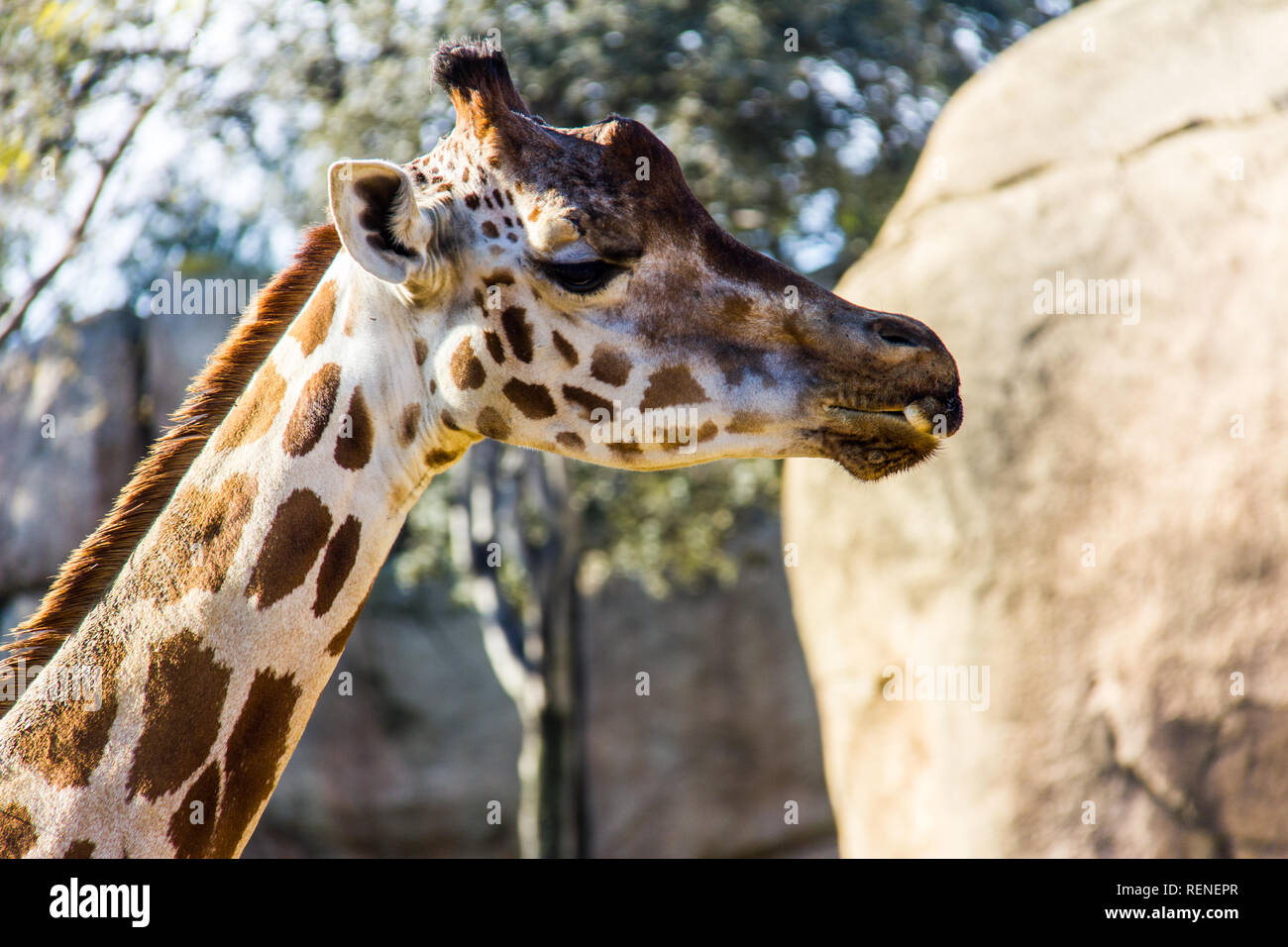 A giraffe, giraffa camelopardalis, in a zoo of Spain Stock Photo