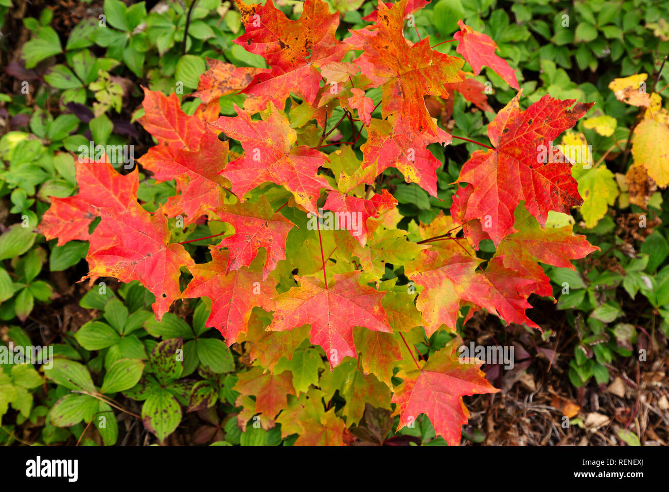 Leaves of maple leaves show autumnal colours on the Gaspé Peninsula of ...