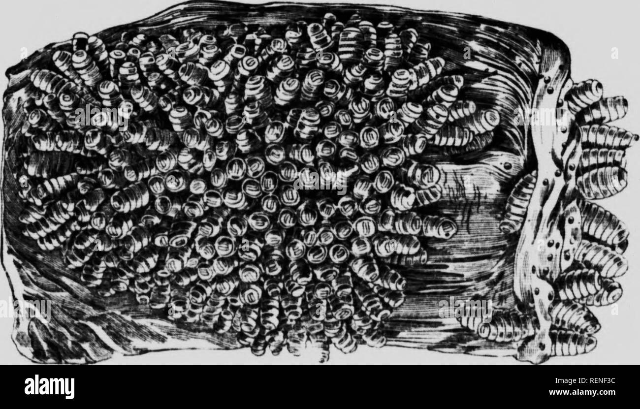 Rc 111 High Resolution Stock Photography And Images Alamy