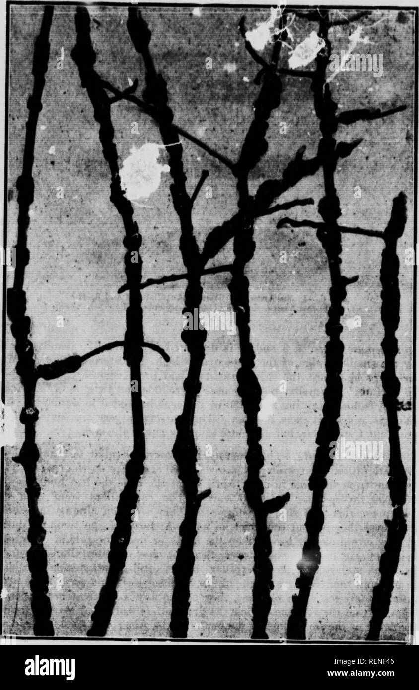 Tent caterpillar canada Black and White Stock Photos & Images Alamy