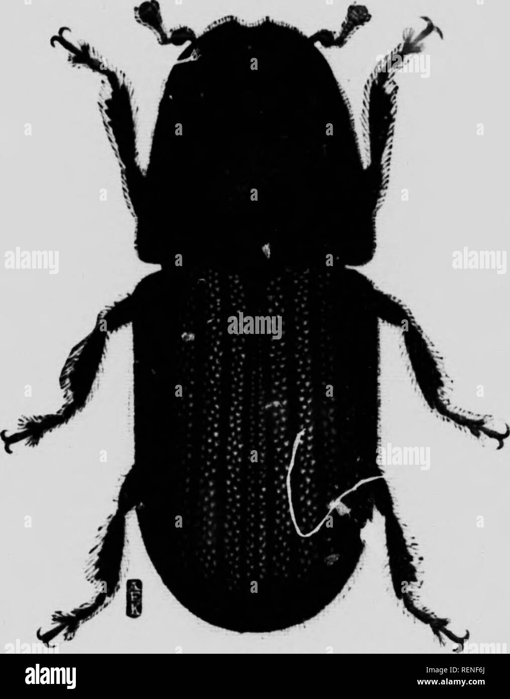 . Forest insect conditions in British Columbia [microform] : a ...
