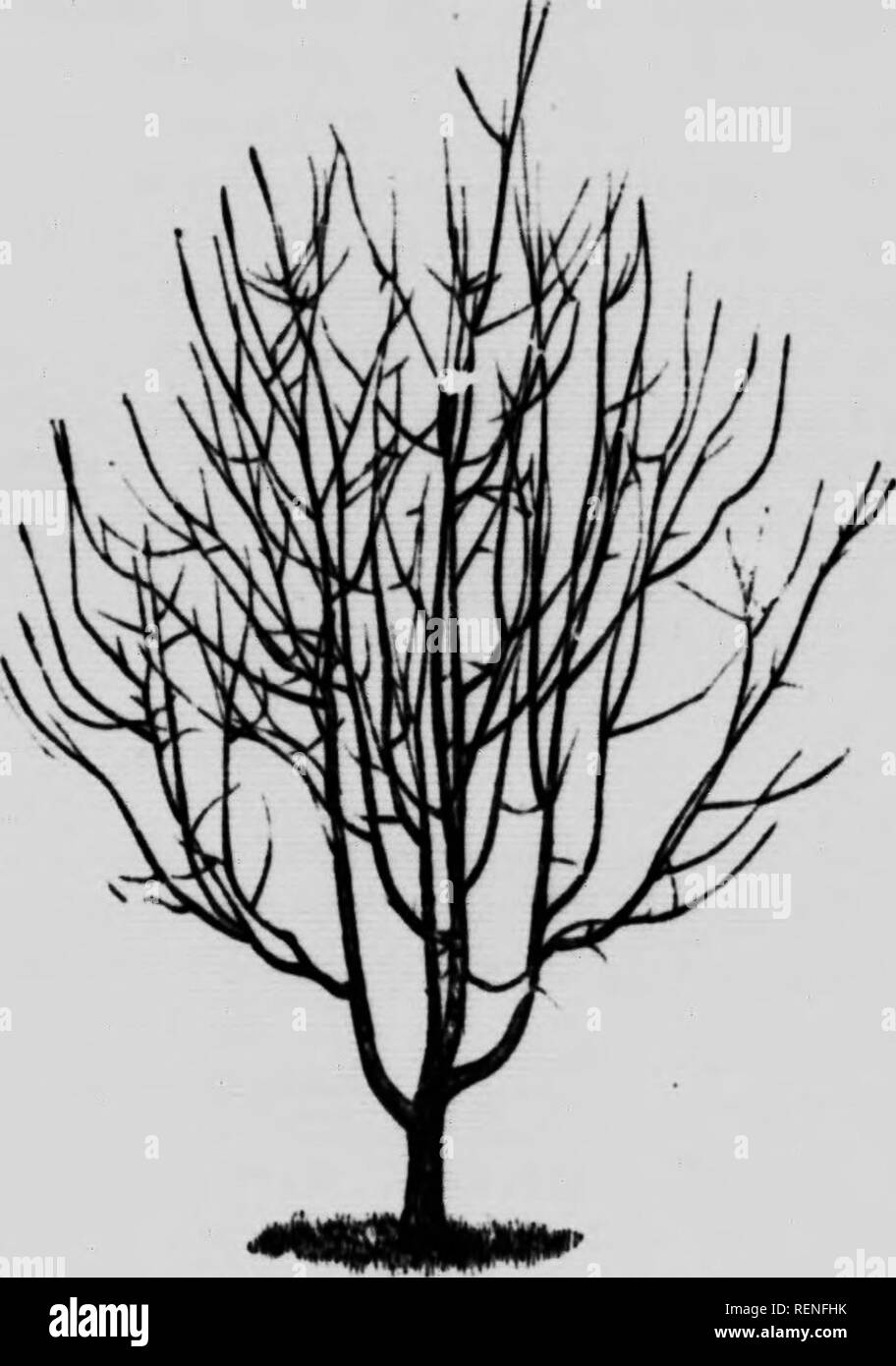 Dessin Arbre Avec Bourgeon Facile Culture du pommier [microforme] : listes de pommiers pour districts de  l'Ontario et de QuÃ©bec : descriptions de variÃ©tÃ©s. Pomme; Apples; Pomme;  Apples. Pommier A basao tige non taillÃ©. Pommier Ã