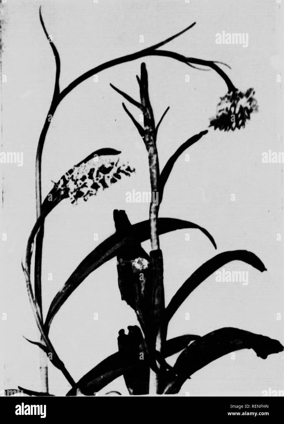 . Life histories of familiar plants [microform]. Botanique; Botany. PLATI M 11;^' ' ii. FIG. 8^. THE LEAVES OF THE ORCHIS BEAR WEIRO, BROWN SPOTS AND MARKINGS. Please note that these images are extracted from scanned page images that may have been digitally enhanced for readability - coloration and appearance of these illustrations may not perfectly resemble the original work.. Ward, John J. , b. 1875. London ; Toronto : Cassell Stock Photo