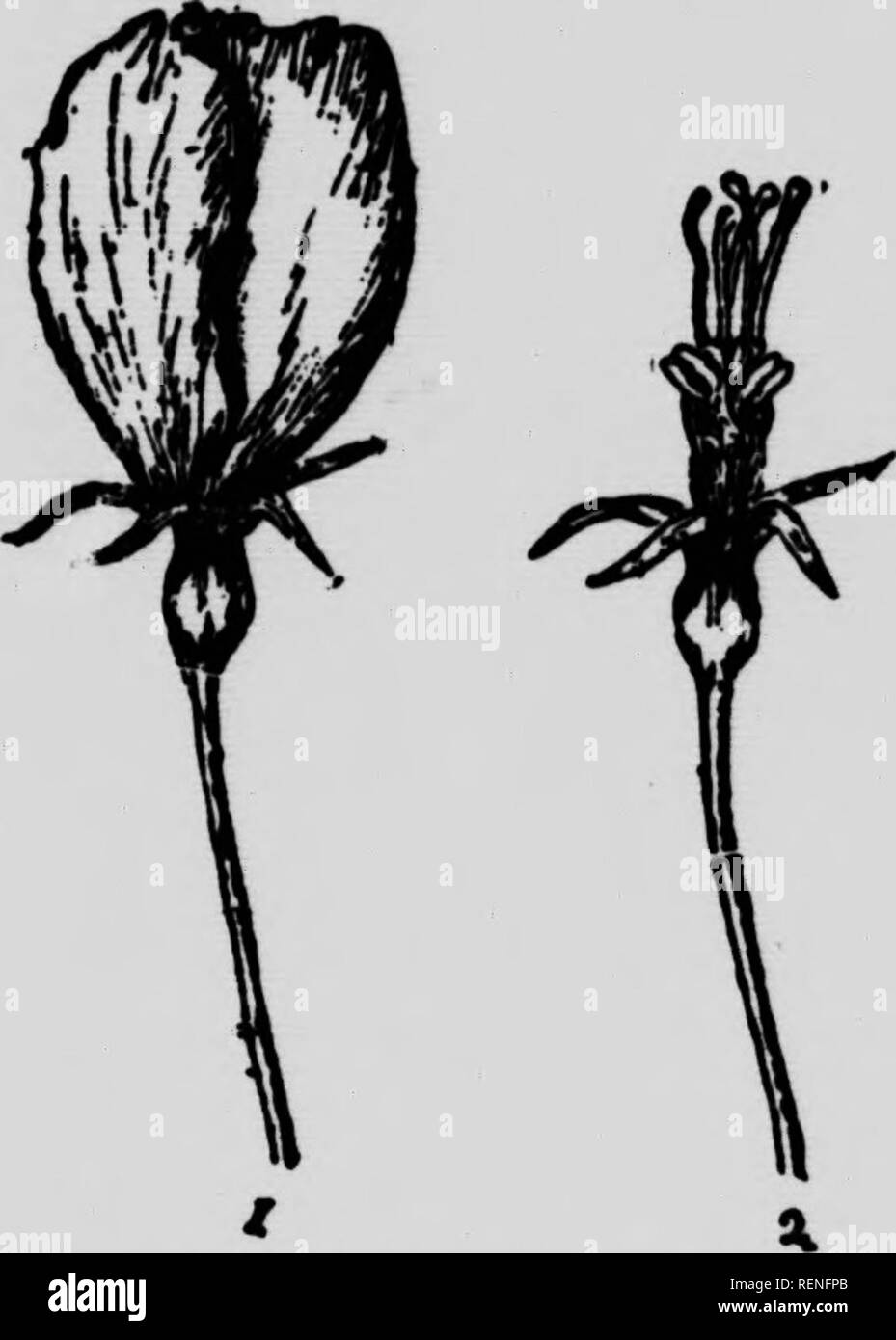 Image De Nombreuses Sortes De Fruits PNG , Plusieurs Sortes De Fruits,  Image, Fruit Image PNG pour le téléchargement libre, image size:929x1390