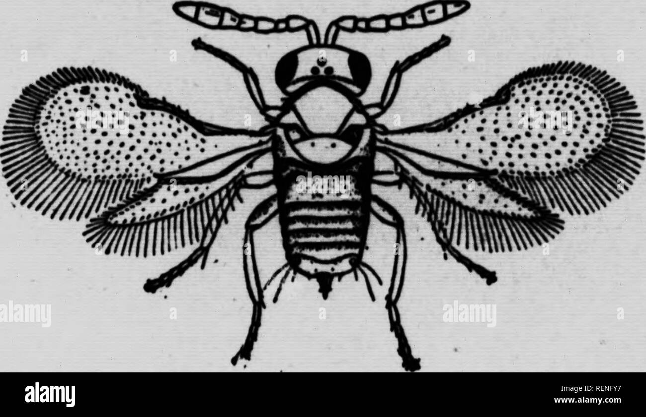 10 Pou Stock Photos 10 Pou Stock Images Alamy