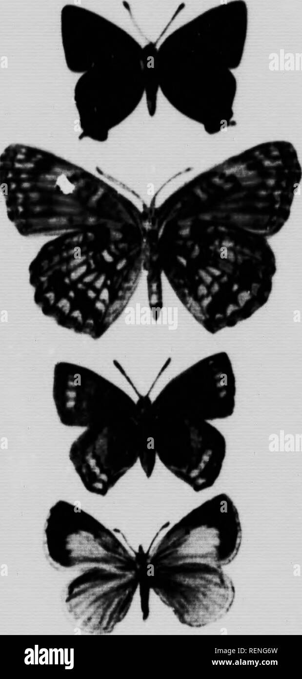 . Descriptions of some new species and varieties of Canadian butterflies [microform]. Butterflies; Papillons. iy-}&quot; 1 W. tYC^N* rsEUDAHuiOtU§ .*H. «H&amp;RE*&gt;Cf'«S ' TMfCLA STHfCO&gt;* »*«. LIPAHOPS PHVOUOes HANHAMI IVC*S* P*tei,'DAR&amp;iOLJ^ .•&quot;, AHOfMftTA ' v»H A.iG(ST»TA ' l.C«^4 pStUDAKl.lOlU*' TM€CIA ^TRlGOfiA v»H. LIPAROPS ' u-irlBiiSl' »M*ClOPfS HANMAMI I THfCLA MFATMII ' ' L.Hr eil»ial' v.^ ARt,|NT*TA 1 i. Please note that these images are extracted from scanned page images that may have been digitally enhanced for readability - coloration and appearance of these illustra Stock Photo