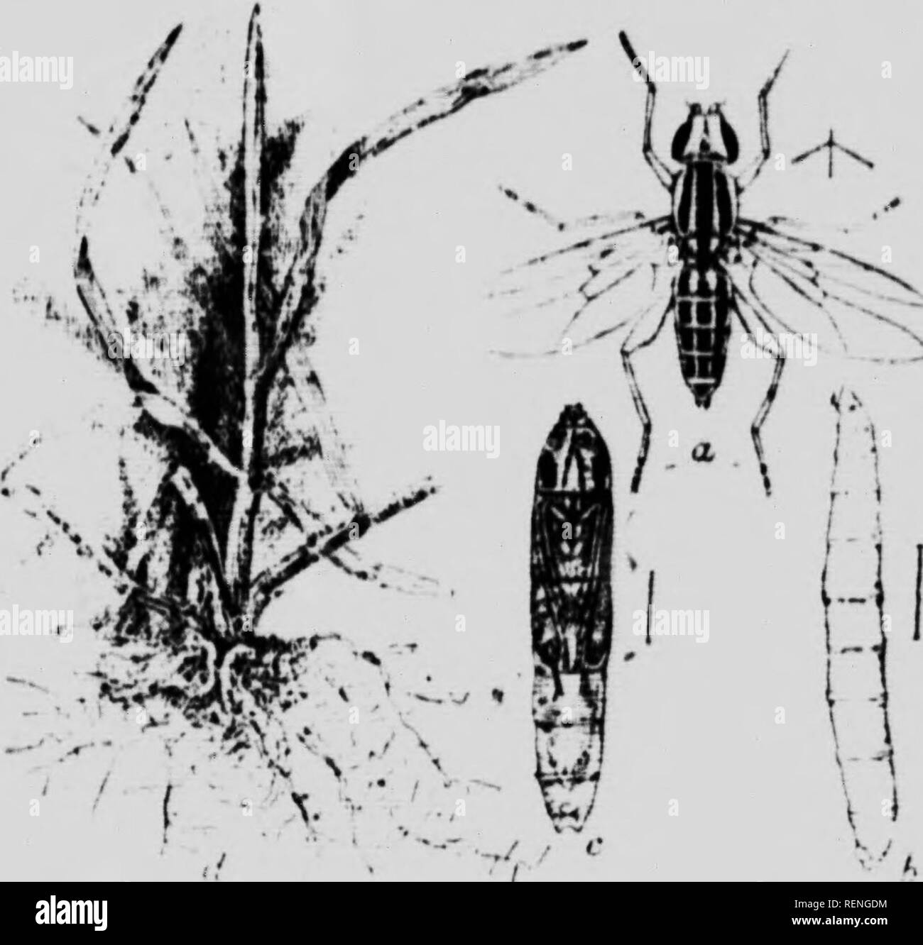 The Hessian Fly In Ontario Microform Flies Hessian Flies Mouches Insect Pests Mouche De Hesse Insectes Nuisibles R Vig 7 Kiiiwlmui A Yni Mma A Rter Riley Kuprlmiu Llynh F Fna La From Ril Y Ua