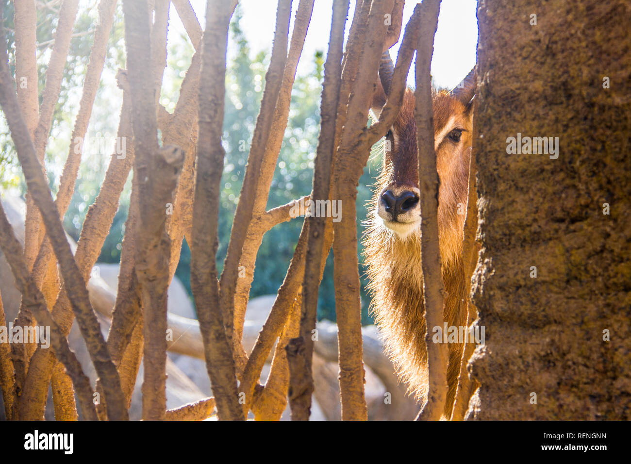 Waterbuck antelope, Kobus ellipsiprymnus, behind a wood fence in a zoo of Spain Stock Photo