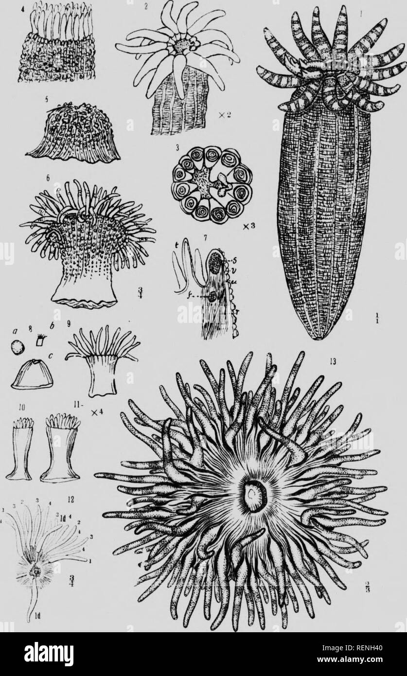 . Mollusks, Echnioderms, Coelenterates, etc. Part G [microform] : Alcyonaria and Actinaria. Canadian Arctic Expedition (1913-1918); Canadian Arctic Expedition (1913-1918); Sea anemones; Alcyonaires; Anémones de mer; Octocorallia. i' Aclinar 143 I'HTB X. 4 ;,^'.lii'#'. Please note that these images are extracted from scanned page images that may have been digitally enhanced for readability - coloration and appearance of these illustrations may not perfectly resemble the original work.. Verrill, A. E. (Addison Emery), 1839-1926; Canadian Arctic Expedition (1913-1918). Ottawa : F. A. Acland Stock Photo