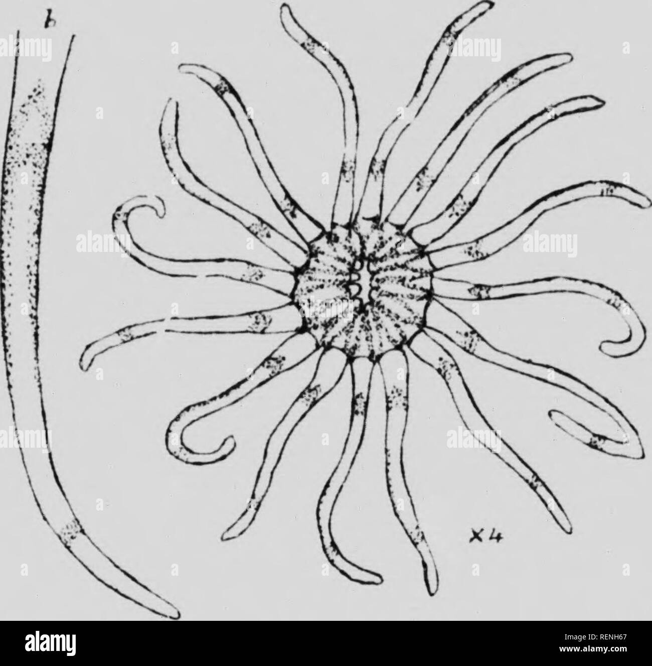 . Mollusks, Echnioderms, Coelenterates, etc. Part G [microform] : Alcyonaria and Actinaria. Canadian Arctic Expedition (1913-1918); Canadian Arctic Expedition (1913-1918); Sea anemones; Alcyonaires; Anémones de mer; Octocorallia. IHO &lt;; Ctniuditiii A Kill- tixiKilitiiJii. mi.s nns 'I'lic central ciiali'd pditioii or scapiis was slijilitly s'llcutiil ami tiaiisvcrsclv wrinkli.l; cpiderinal cuatiiifi was liriiily adlirrciit, pale oraiiiic-Imiwn, nr iliri- lirow II. Tciitaclcs 1(1. Idiifr, sli'iidir, vt-ry nioliilc, variously I'lirvcd. soiiictiiiics spirally, ami oftrii rcciirM'd. up to 10 to  Stock Photo