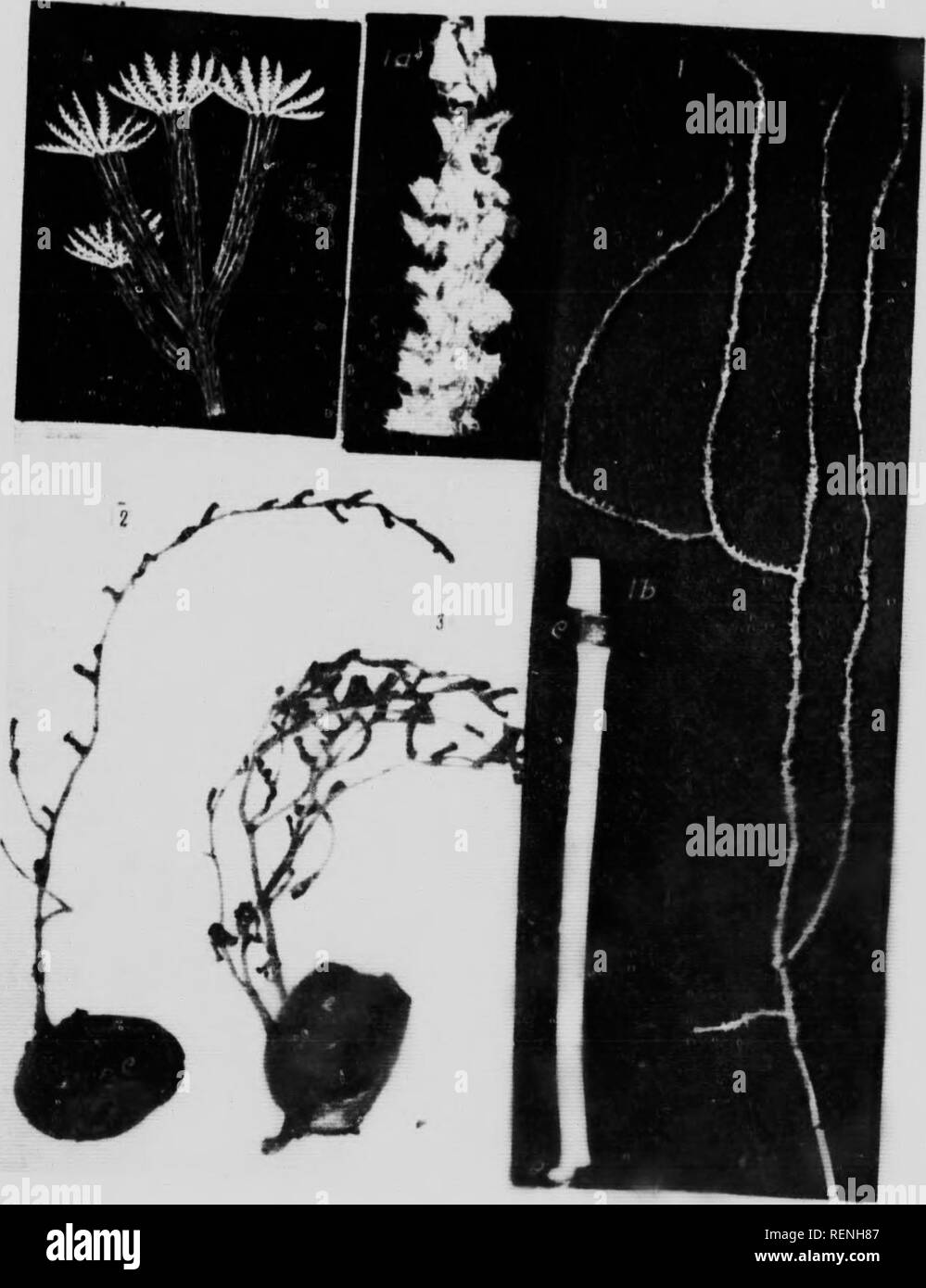 . Mollusks, Echnioderms, Coelenterates, etc. Part G [microform] : Alcyonaria and Actinaria. Canadian Arctic Expedition (1913-1918); Canadian Arctic Expedition (1913-1918); Sea anemones; Alcyonaires; Anémones de mer; Octocorallia. Aleyoniiriii r.Hl VUTt XVI.. 9343 ti mmi. Please note that these images are extracted from scanned page images that may have been digitally enhanced for readability - coloration and appearance of these illustrations may not perfectly resemble the original work.. Verrill, A. E. (Addison Emery), 1839-1926; Canadian Arctic Expedition (1913-1918). Ottawa : F. A. Acland Stock Photo