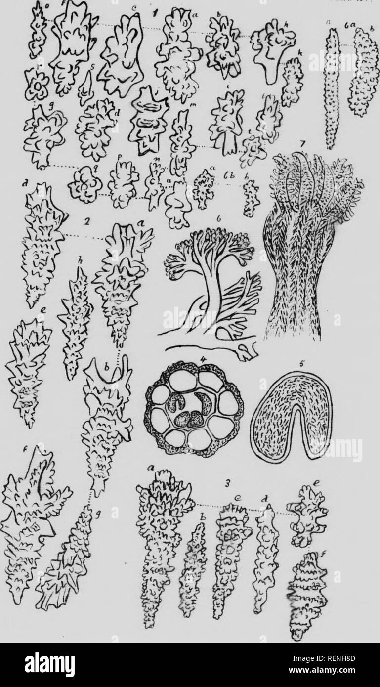 . Mollusks, Echnioderms, Coelenterates, etc. Part G [microform] : Alcyonaria and Actinaria. Canadian Arctic Expedition (1913-1918); Canadian Arctic Expedition (1913-1918); Sea anemones; Alcyonaires; Anémones de mer; Octocorallia. .{Iciiii, r. TJ I'l ^T^ W. Please note that these images are extracted from scanned page images that may have been digitally enhanced for readability - coloration and appearance of these illustrations may not perfectly resemble the original work.. Verrill, A. E. (Addison Emery), 1839-1926; Canadian Arctic Expedition (1913-1918). Ottawa : F. A. Acland Stock Photo
