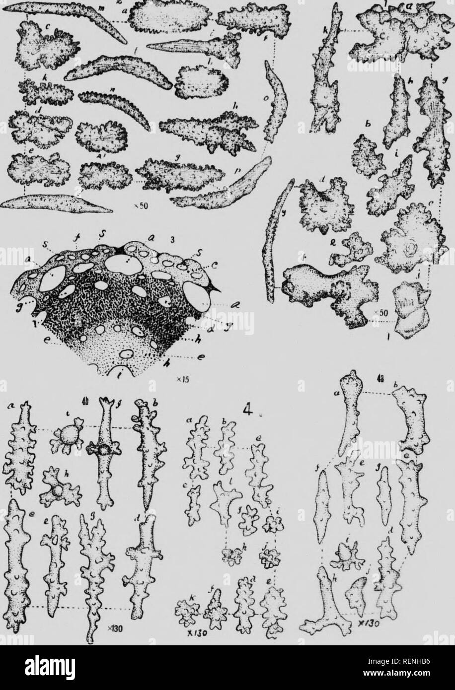 . Mollusks, Echnioderms, Coelenterates, etc. Part G [microform] : Alcyonaria and Actinaria. Canadian Arctic Expedition (1913-1918); Canadian Arctic Expedition (1913-1918); Sea anemones; Alcyonaires; Anémones de mer; Octocorallia. A Icyonaria a 65 Plate VIII- 8  flj5,^.»j^-j. 9343—5. Please note that these images are extracted from scanned page images that may have been digitally enhanced for readability - coloration and appearance of these illustrations may not perfectly resemble the original work.. Verrill, A. E. (Addison Emery), 1839-1926; Canadian Arctic Expedition (1913-1918). Ottawa : F.  Stock Photo