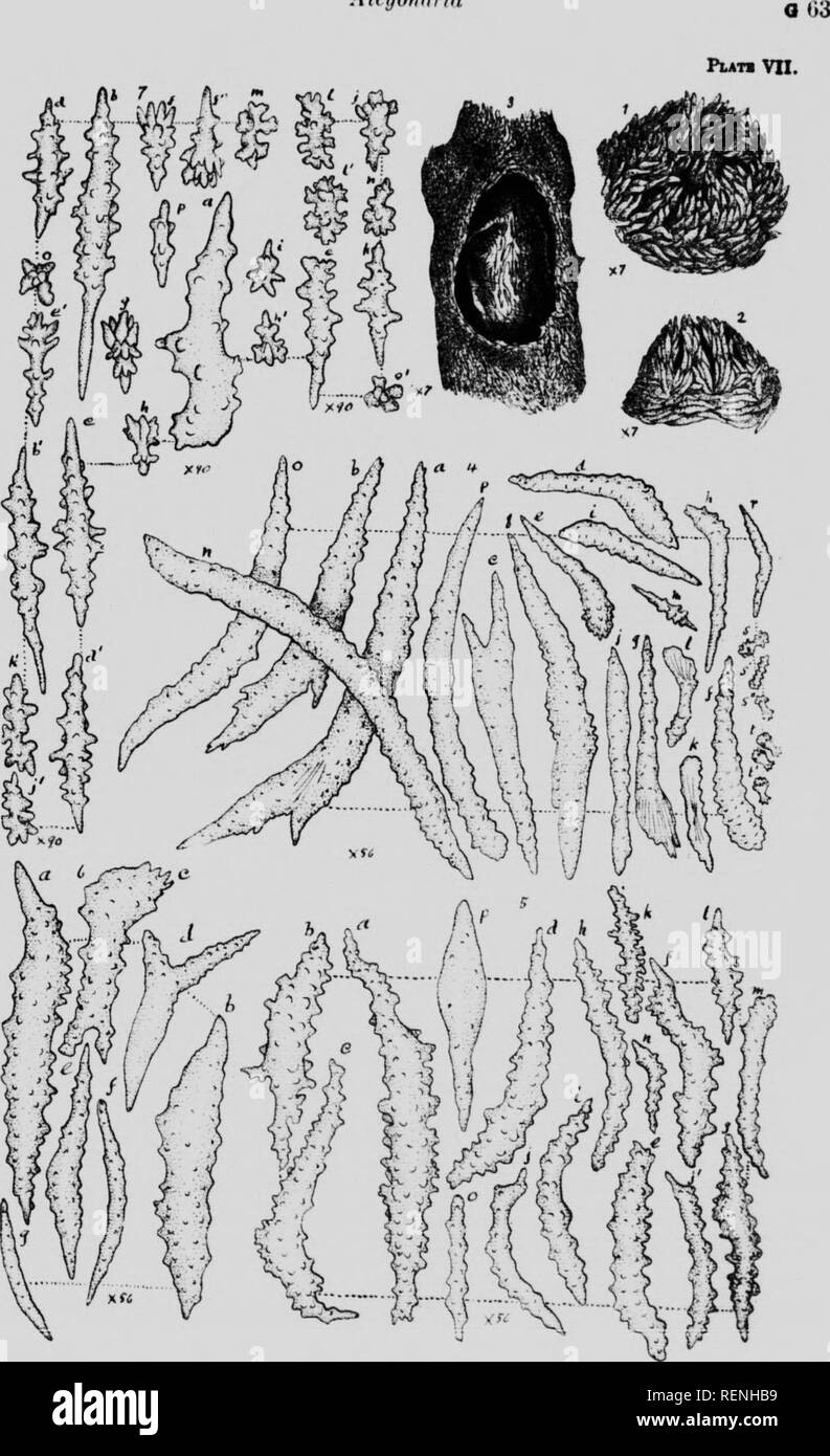 . Mollusks, Echnioderms, Coelenterates, etc. Part G [microform] : Alcyonaria and Actinaria. Canadian Arctic Expedition (1913-1918); Canadian Arctic Expedition (1913-1918); Sea anemones; Alcyonaires; Anémones de mer; Octocorallia. Alryoiiiiiin. Please note that these images are extracted from scanned page images that may have been digitally enhanced for readability - coloration and appearance of these illustrations may not perfectly resemble the original work.. Verrill, A. E. (Addison Emery), 1839-1926; Canadian Arctic Expedition (1913-1918). Ottawa : F. A. Acland Stock Photo