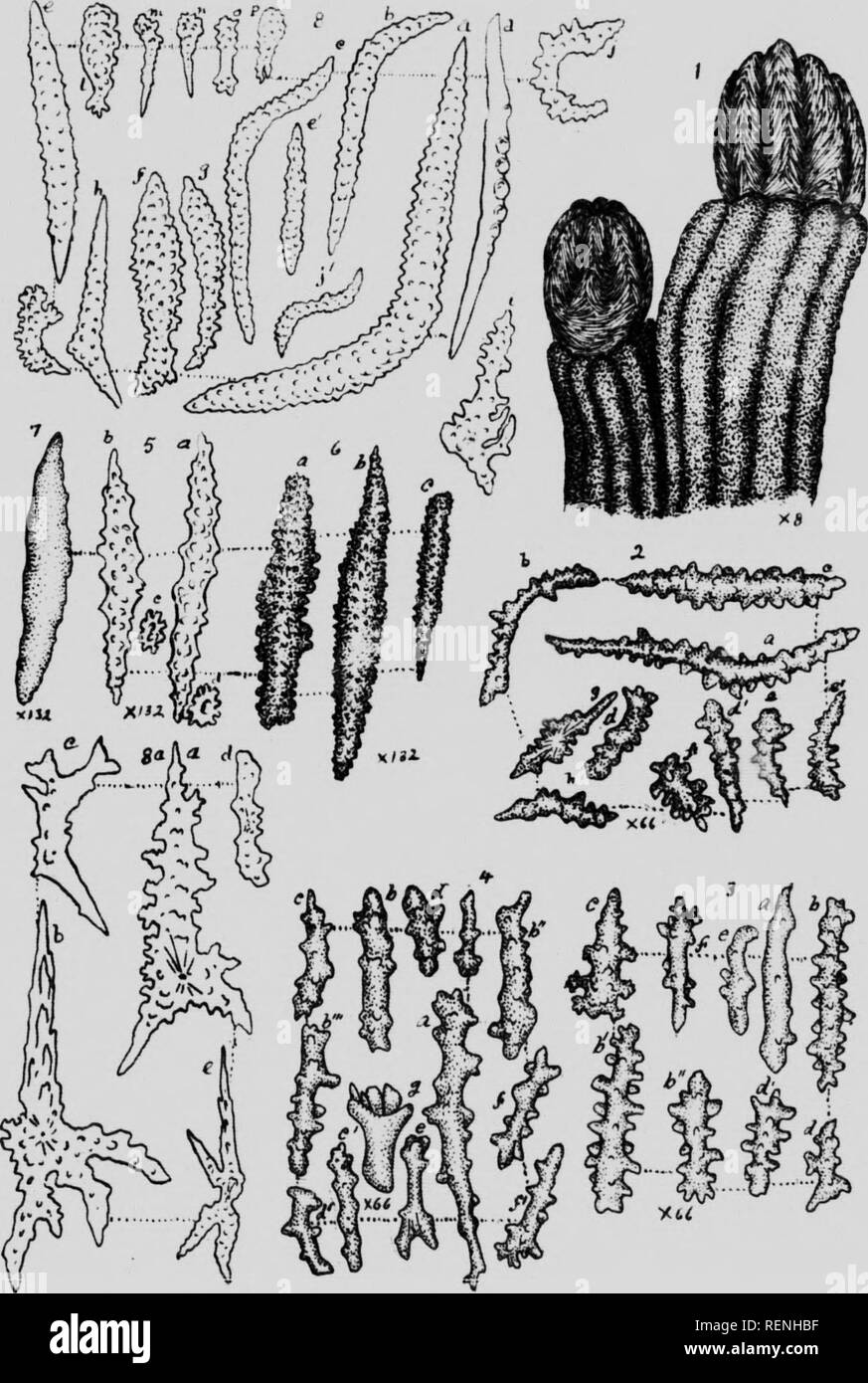 . Mollusks, Echnioderms, Coelenterates, etc. Part G [microform] : Alcyonaria and Actinaria. Canadian Arctic Expedition (1913-1918); Canadian Arctic Expedition (1913-1918); Sea anemones; Alcyonaires; Anémones de mer; Octocorallia. T Alryonmin .; ()! 1'l.ATE VI.. Please note that these images are extracted from scanned page images that may have been digitally enhanced for readability - coloration and appearance of these illustrations may not perfectly resemble the original work.. Verrill, A. E. (Addison Emery), 1839-1926; Canadian Arctic Expedition (1913-1918). Ottawa : F. A. Acland Stock Photo