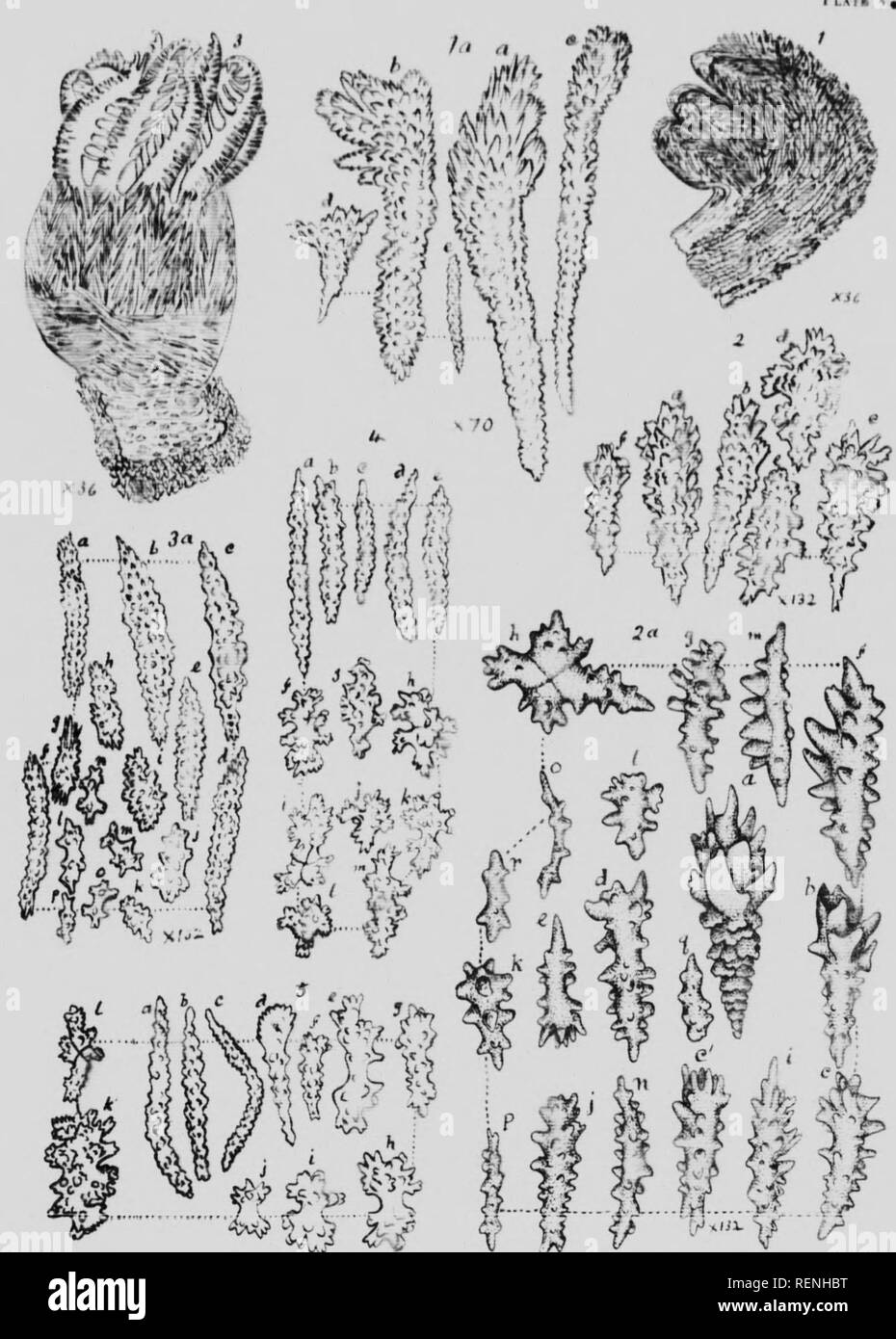 . Mollusks, Echnioderms, Coelenterates, etc. Part G [microform] : Alcyonaria and Actinaria. Canadian Arctic Expedition (1913-1918); Canadian Arctic Expedition (1913-1918); Sea anemones; Alcyonaires; Anémones de mer; Octocorallia. Alcyunnrid a .&quot;lO 'LAf« V,. ^fW^. Please note that these images are extracted from scanned page images that may have been digitally enhanced for readability - coloration and appearance of these illustrations may not perfectly resemble the original work.. Verrill, A. E. (Addison Emery), 1839-1926; Canadian Arctic Expedition (1913-1918). Ottawa : F. A. Acland Stock Photo