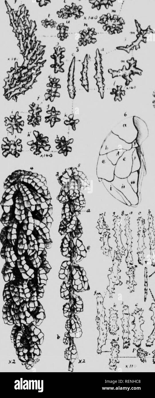 . Mollusks, Echnioderms, Coelenterates, etc. Part G [microform] : Alcyonaria and Actinaria. Canadian Arctic Expedition (1913-1918); Canadian Arctic Expedition (1913-1918); Sea anemones; Alcyonaires; AnÃ©mones de mer; Octocorallia. Altyunuriit r. 57 I'UTI IV, 5 i .. ^&quot;^u â -^^^X&quot;^-' â '^m-. ^&quot;^ in-- ,&lt;3 *^. Please note that these images are extracted from scanned page images that may have been digitally enhanced for readability - coloration and appearance of these illustrations may not perfectly resemble the original work.. Verrill, A. E. (Addison Emery), 1839-1926; Canadian A Stock Photo