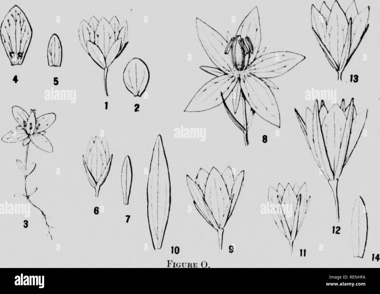 . Botany. Part B [microform] : contributions to the morphology, synonymy, and geographical distribution of Arctic plants. Canadian Arctic Expedition (1913-1918); Canadian Arctic Expedition (1913-1918); Botanique; Plantes; Botany; Botany. o4 B Cuniiiliiiri AI die Expedition, t9l3-IS Pleurogyne Ksih. nn .l).^'&quot;'*' /â â &quot;&quot;'&quot;'&quot;/'â¢â¢'r''- '&quot;'^ '&quot;â â¢'&quot; nM.,.nl,.,| fnân .,..it&lt;. a ,.uiÂ»b..r of stall ,T'. V &quot;&quot;&quot;&quot;&quot;'â¢ â¢'.'â â¢ &quot;â¢&quot;' â¢'&quot;â¢ Hfx'ky Miountii lis south t., lul ;{Â«)&quot; /' rar//,/A, (.nsol, has not wâh  Stock Photo