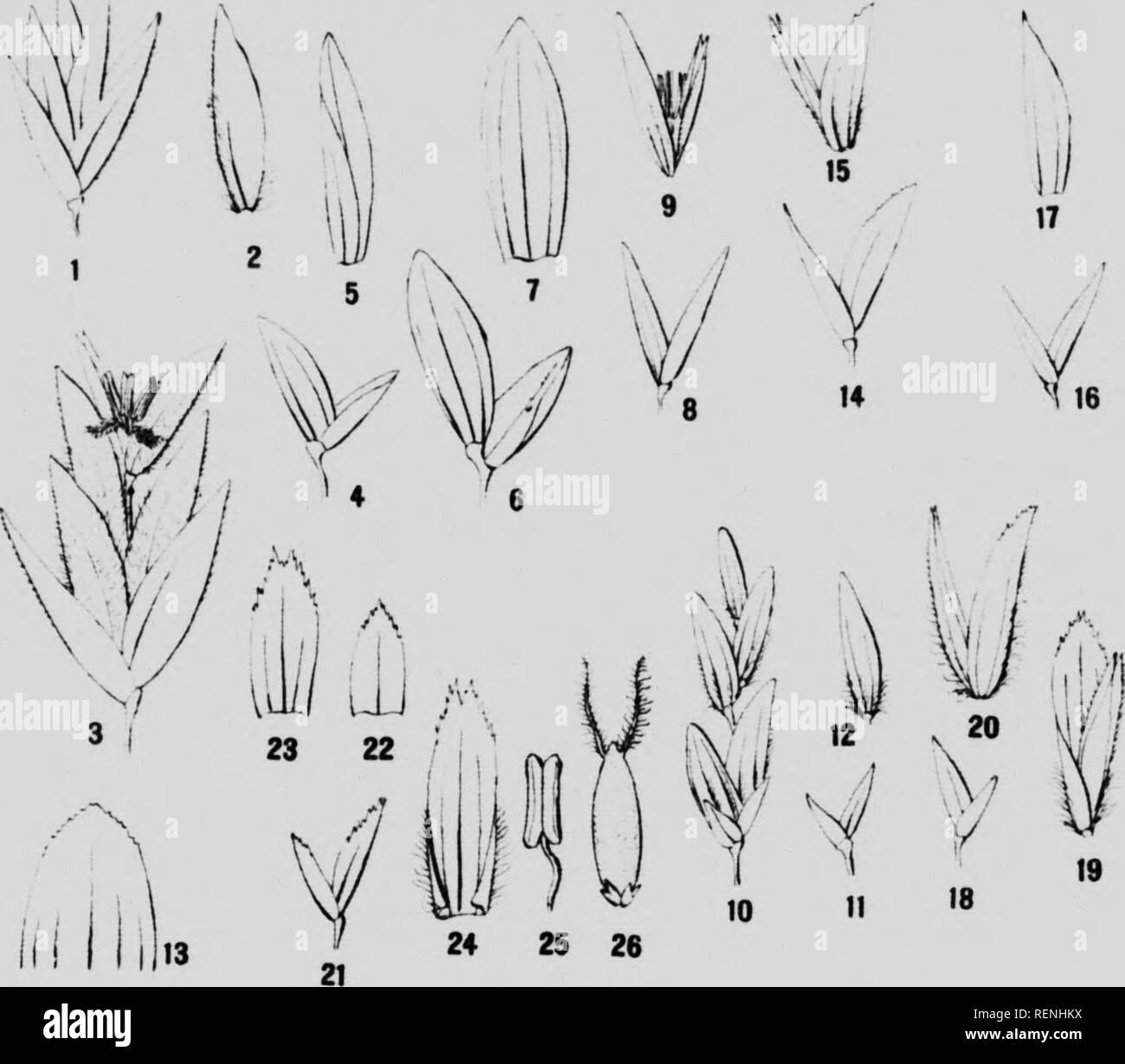 . Botany. Part B [microform] : contributions to the morphology, synonymy, and geographical distribution of Arctic plants. Canadian Arctic Expedition (1913-1918); Canadian Arctic Expedition (1913-1918); Botanique; Plantes; Botany; Botany. Arclic Plants: Morphology and Synonymy 5 B The accompanying figure A; 3 I have drawn from a specimen collected in Spitzbergen by Professor A. G. Nathorst.. 2. Same; flowering glume, side-view. Ohjceria vUfoidea (Ands.) Th. Fr.; empty FlGCHE A. 1. I'oa glauca M. Vahl; spikelct. (WoUaston land). 3. P. aWrefifltoR.Br.; spikelct. (Spitzbergen). i. glume. (Greenlan Stock Photo